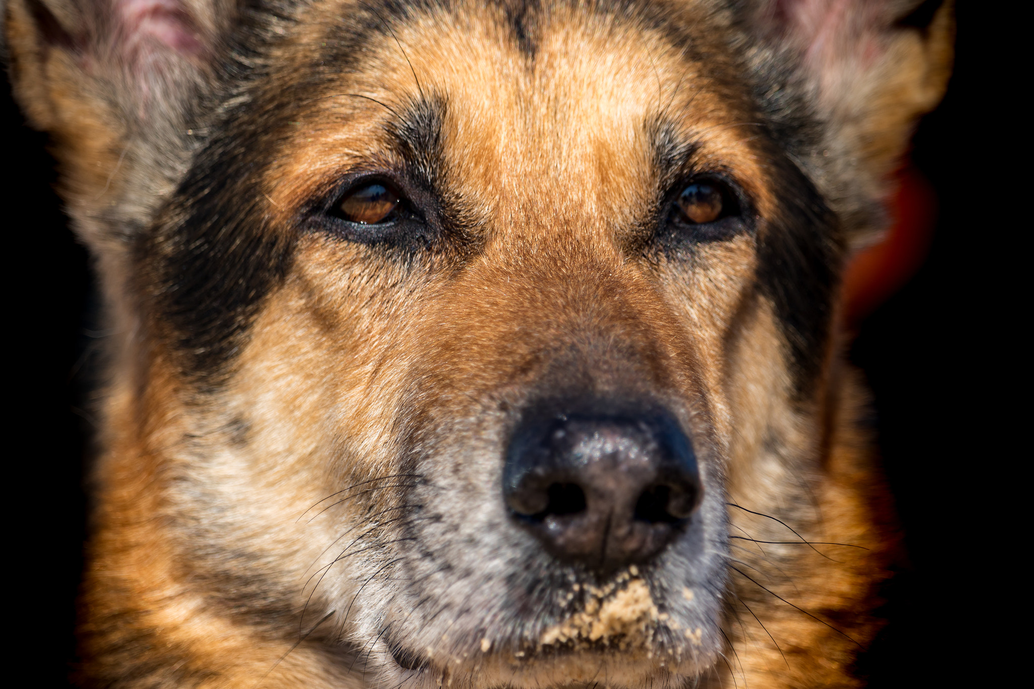 Canon EF-S 55-250mm F4-5.6 IS STM sample photo. German shepherd dog photography