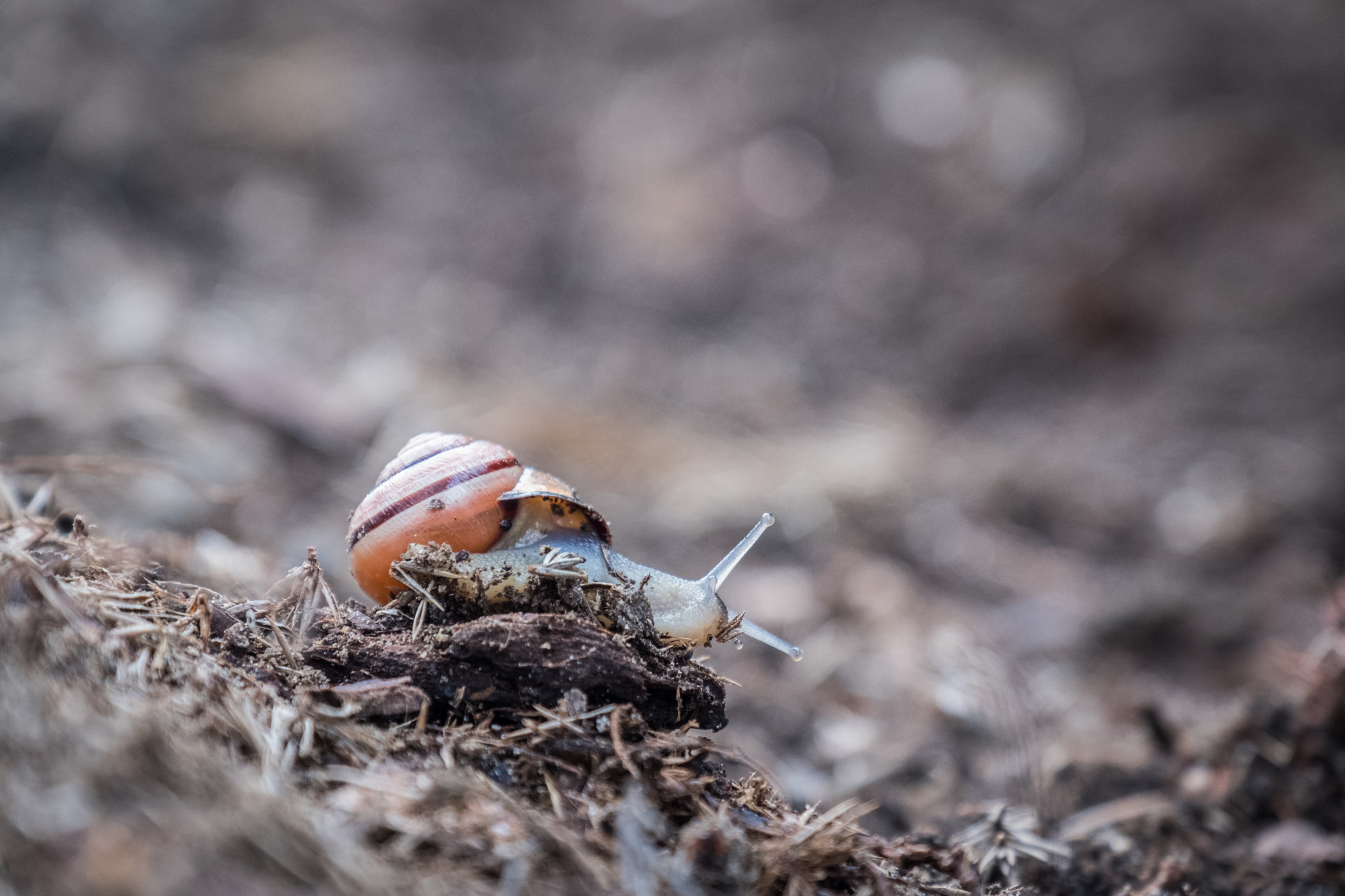 Fujifilm X-Pro2 + Fujifilm XF 18-135mm F3.5-5.6 R LM OIS WR sample photo. Snail garden photography