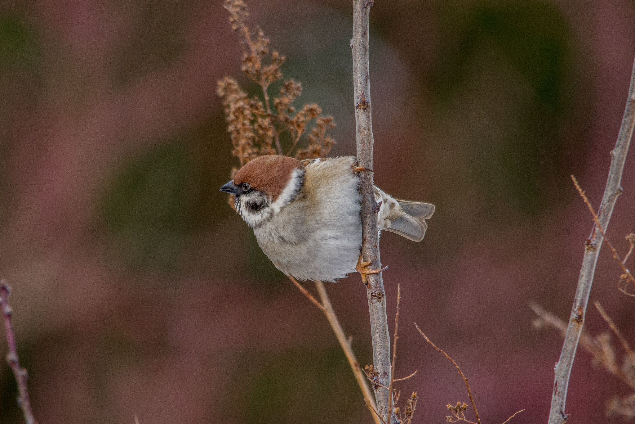Sigma 150-500mm F5-6.3 DG OS HSM sample photo. Eurasian tree sparrow photography