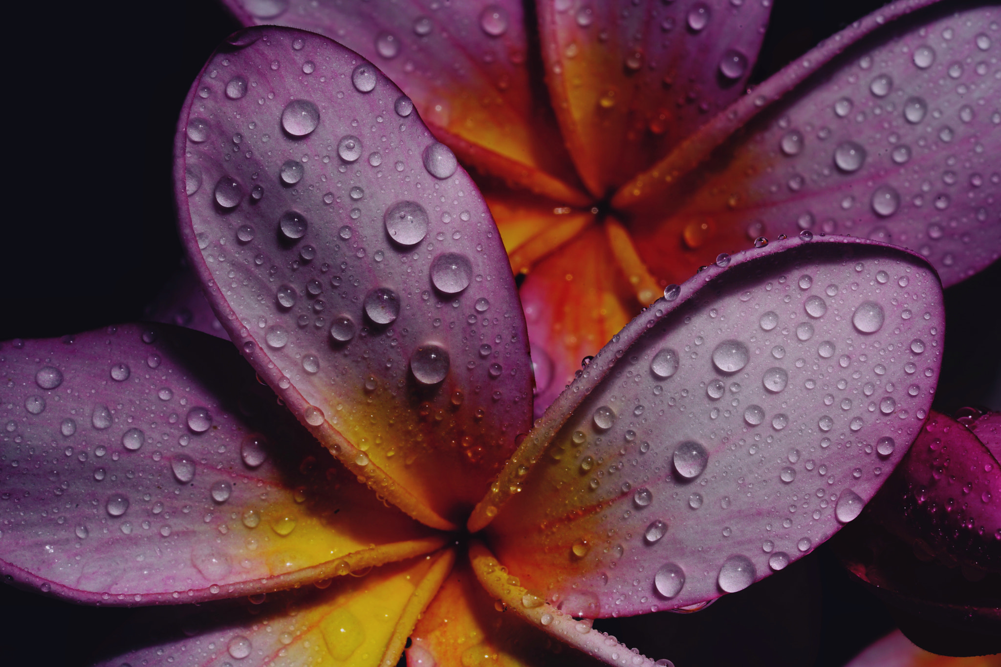 Sony a7R II + Sony FE 90mm F2.8 Macro G OSS sample photo