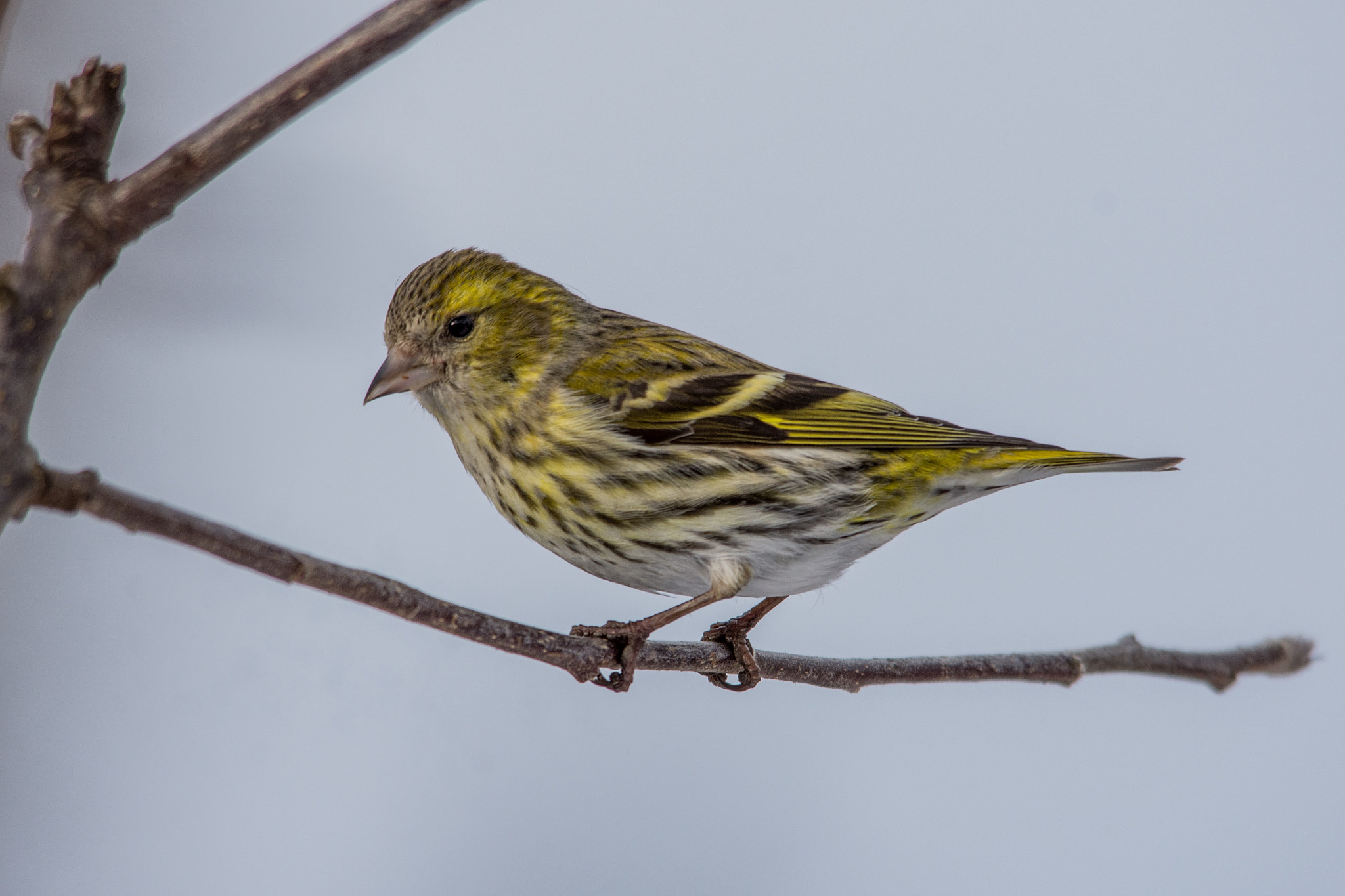 Sigma 150-500mm F5-6.3 DG OS HSM sample photo. Eurasian siskin photography