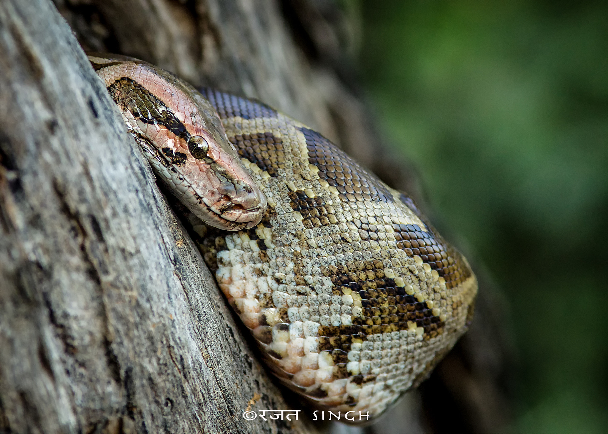 Canon EOS-1D Mark IV + Canon EF 200mm F2.8L II USM sample photo. Indian rock python photography