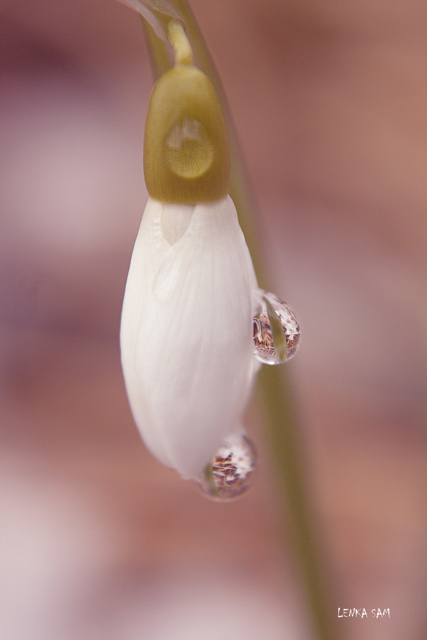 Canon EOS 500D (EOS Rebel T1i / EOS Kiss X3) sample photo. Snowdrops photography