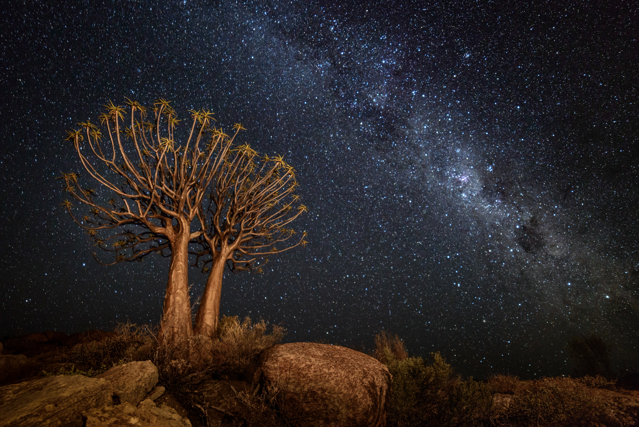 Samyang 14mm F2.8 ED AS IF UMC sample photo. Quiver under the stars photography