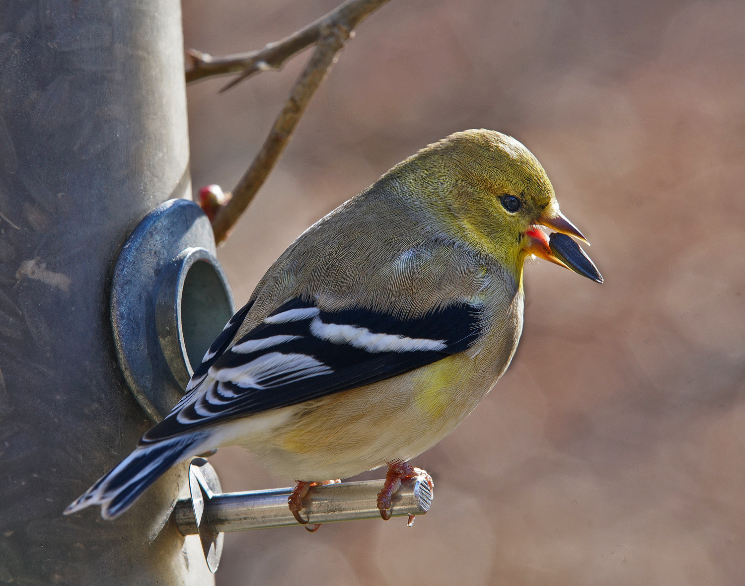 70-200mm F2.8 G SSM OSS II sample photo. Goldfinch mouthful photography