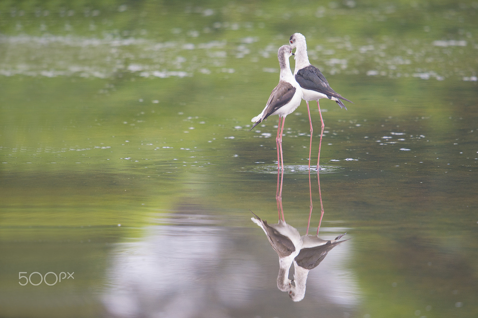 Nikon D4S sample photo. Black--winged stilt photography