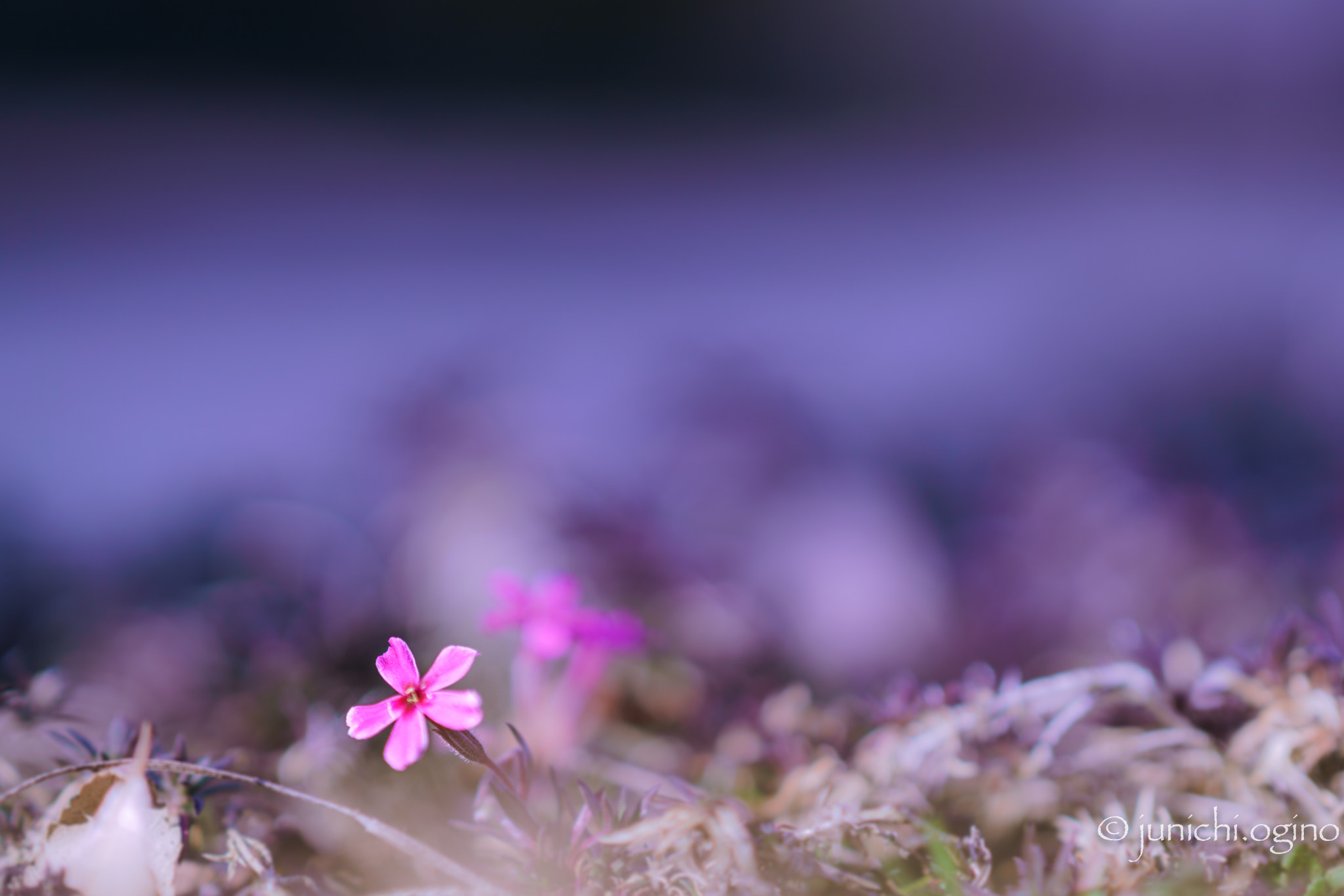 Sony Sonnar T* 135mm F1.8 ZA sample photo. Small happiness photography