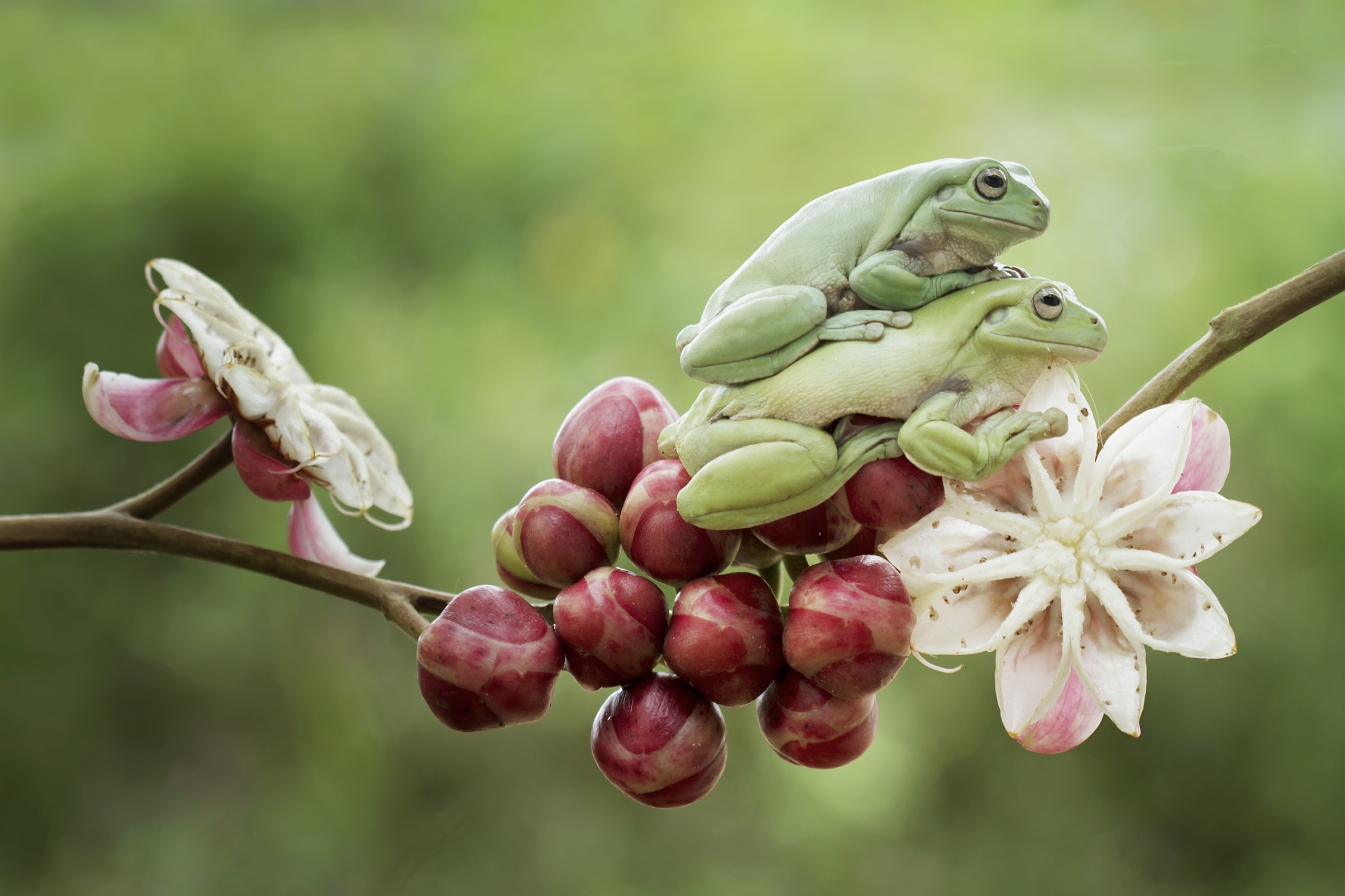 Canon EOS 7D + Canon EF 100mm F2.8 Macro USM sample photo. Two frog photography