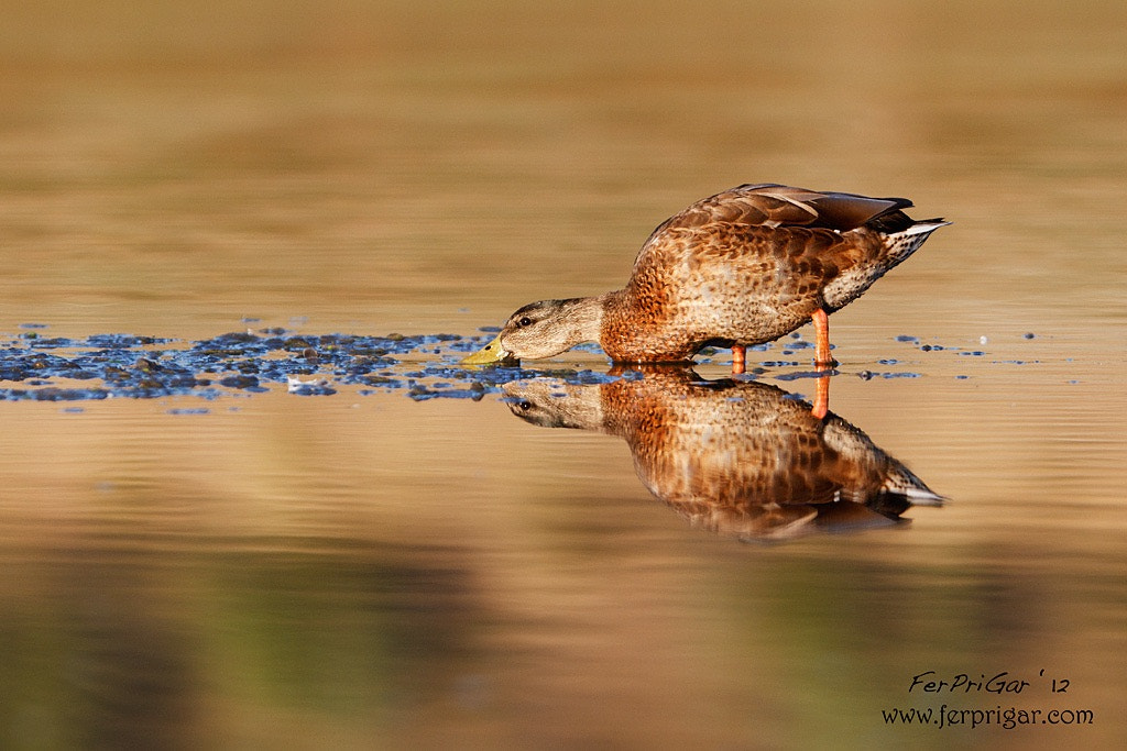Canon EOS 7D + Canon EF 300mm F2.8L IS USM sample photo. Reflection photography