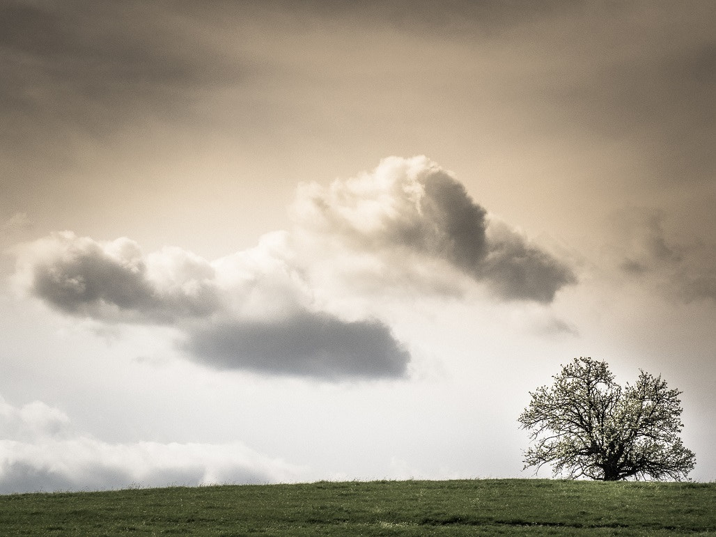 Olympus OM-D E-M1 + Panasonic Lumix G X Vario 35-100mm F2.8 OIS sample photo. Trees minimalist landscape photography photography