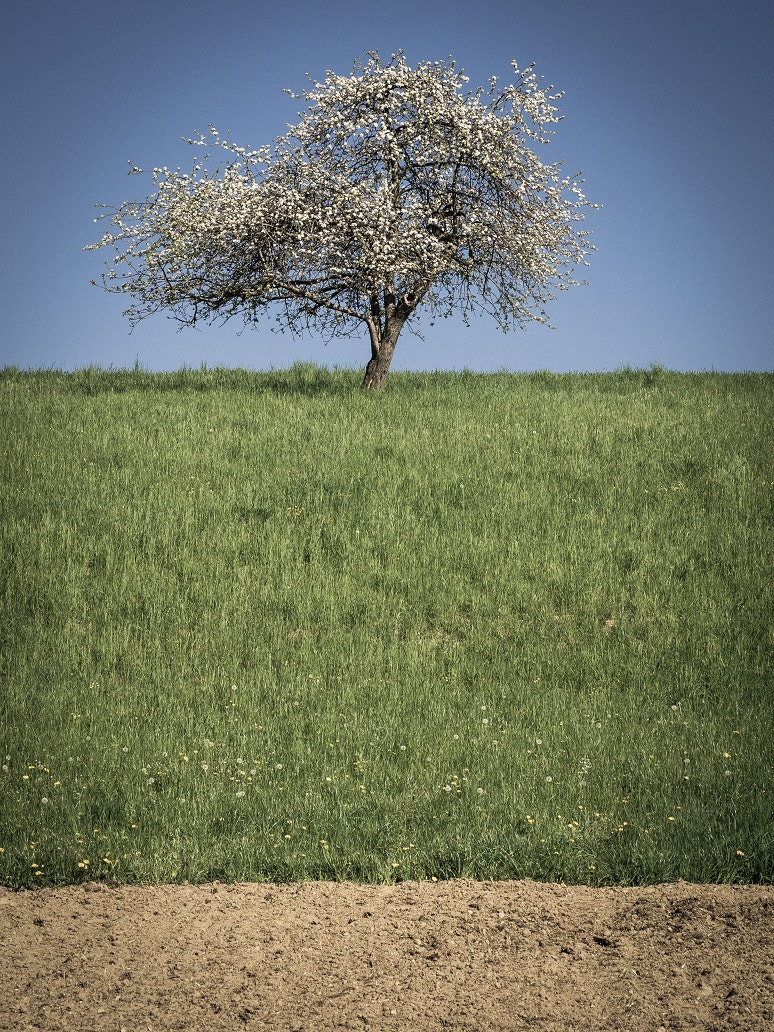 Olympus OM-D E-M1 + Panasonic Lumix G X Vario 35-100mm F2.8 OIS sample photo. Trees minimalist landscape photography photography