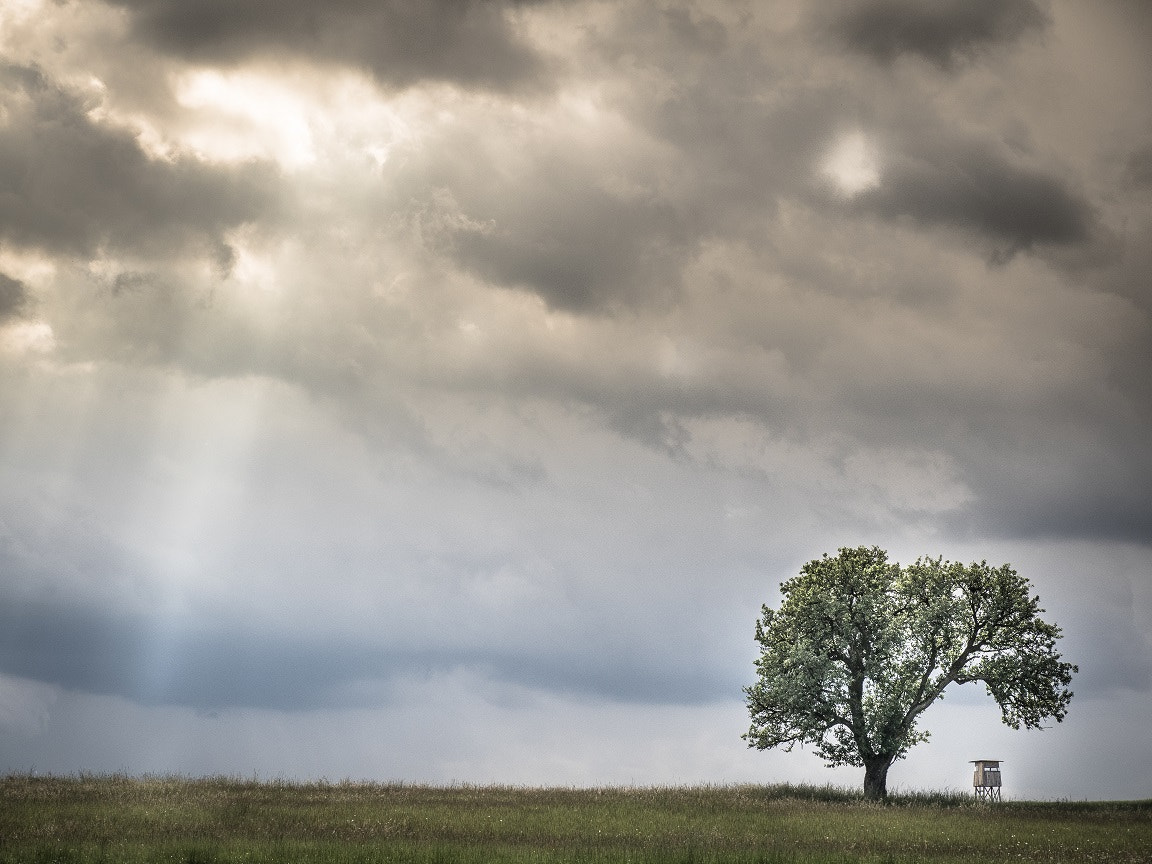 Olympus OM-D E-M1 + Panasonic Lumix G X Vario 35-100mm F2.8 OIS sample photo. Trees minimalist landscape photography photography