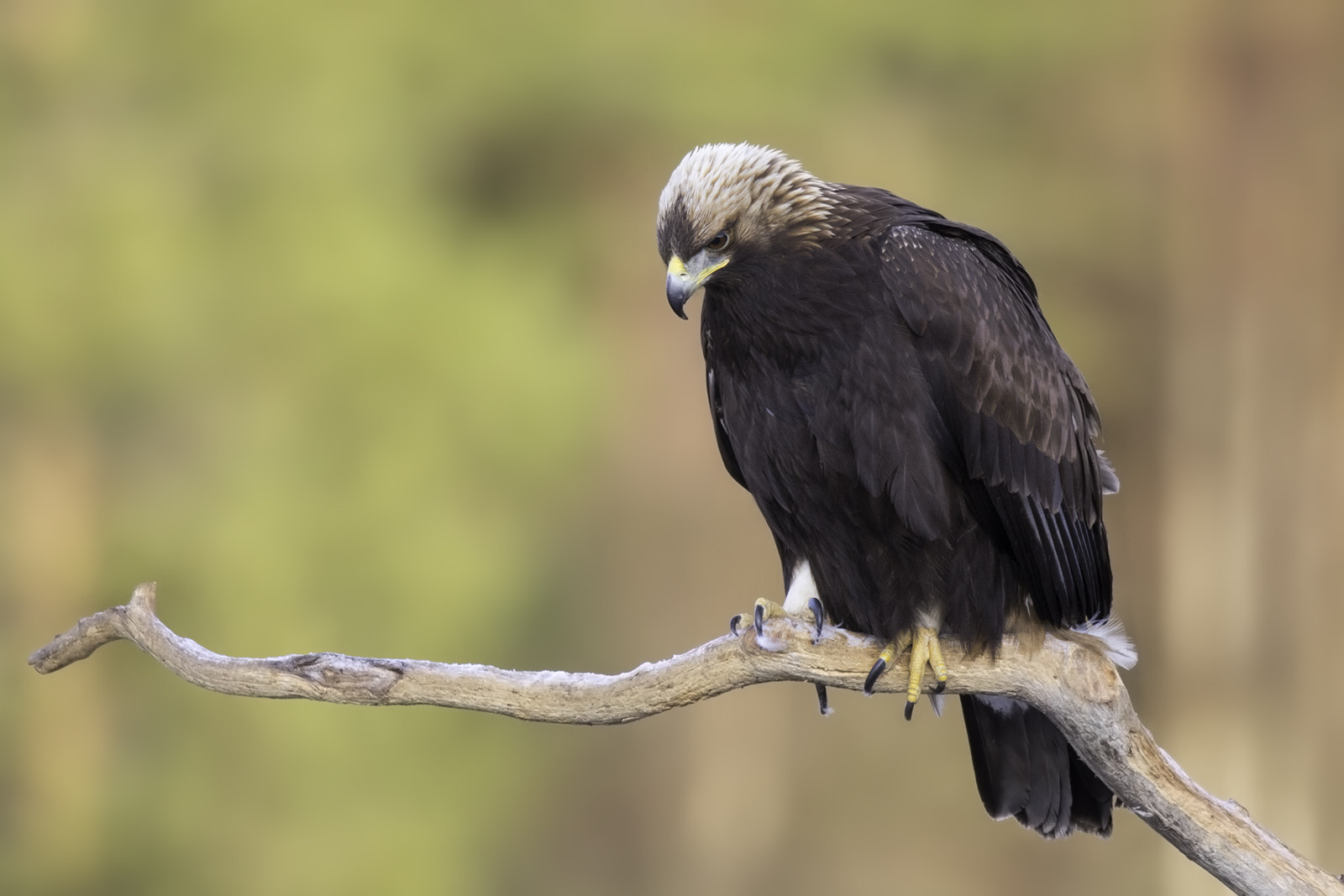 Canon EOS 5D Mark IV + Canon EF 500mm F4L IS II USM sample photo. Golden eagle photography