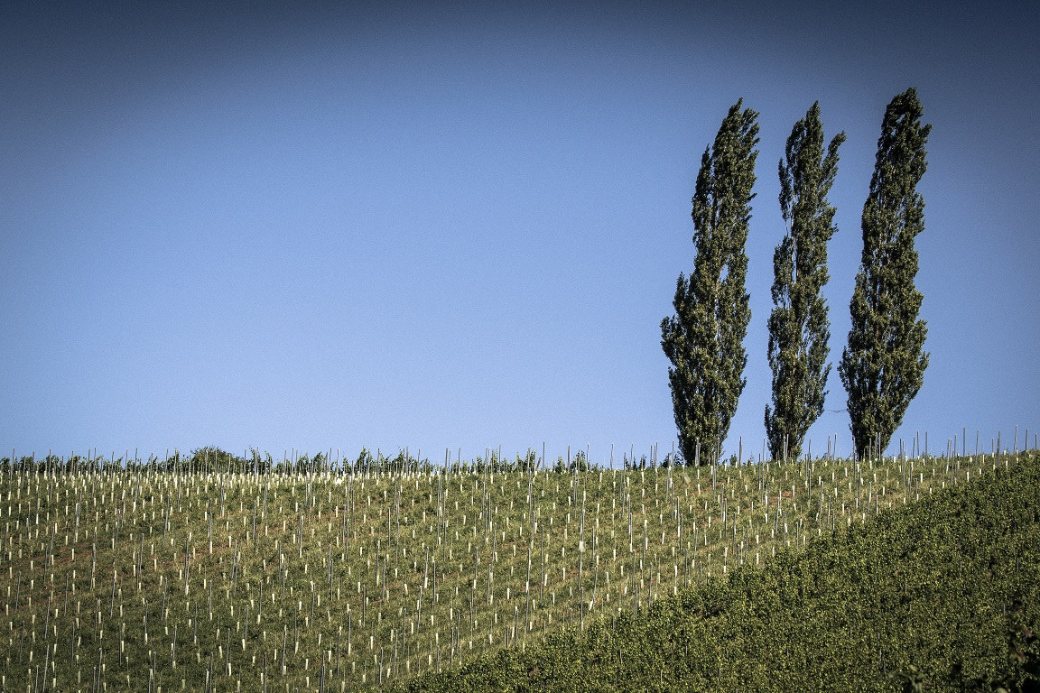 Panasonic Lumix G X Vario 35-100mm F2.8 OIS sample photo. Trees minimalist landscape photography photography
