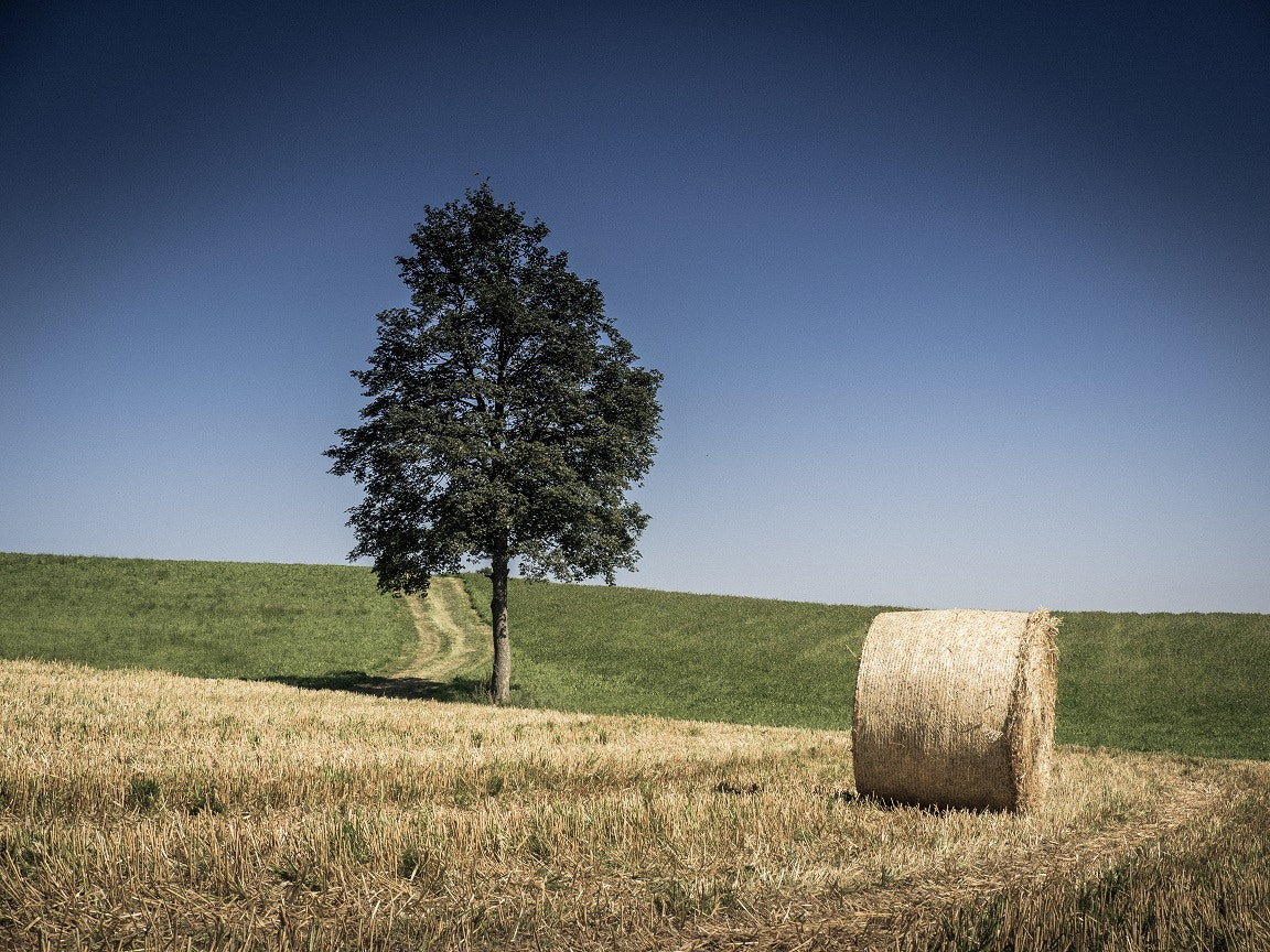 Olympus OM-D E-M1 + Panasonic Lumix G X Vario 35-100mm F2.8 OIS sample photo. Trees minimalist landscape photography photography