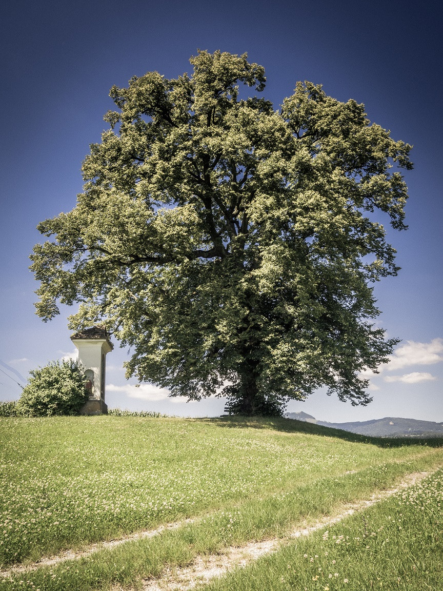 Olympus OM-D E-M1 + OLYMPUS M.9-18mm F4.0-5.6 sample photo. Trees minimalist landscape photography photography