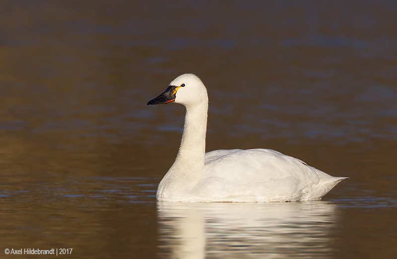 Canon EF 500mm F4L IS USM sample photo. Tundra swan photography