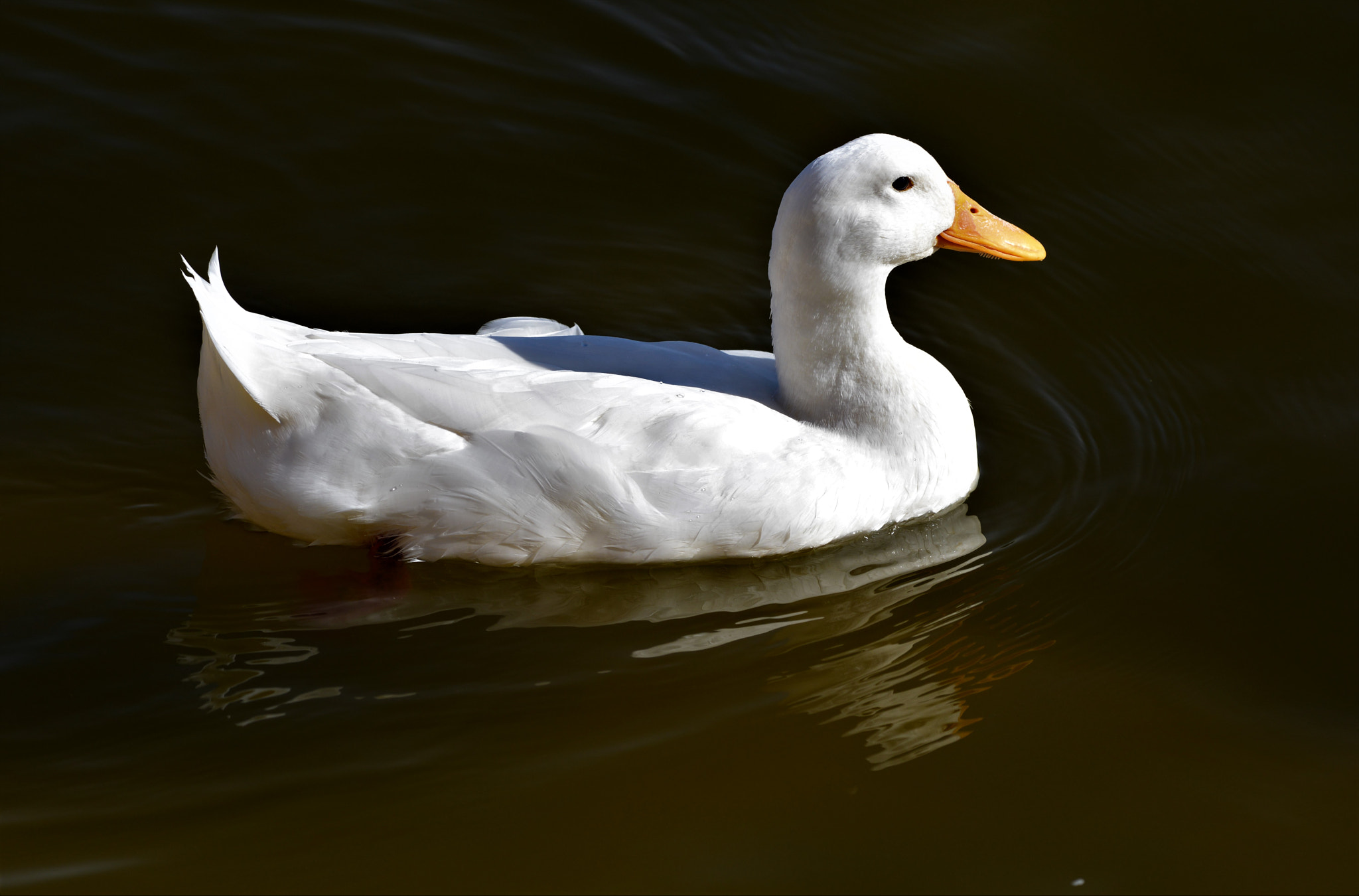 Nikon AF-S Nikkor 200-500mm F5.6E ED VR sample photo. Brightened by sunlight photography
