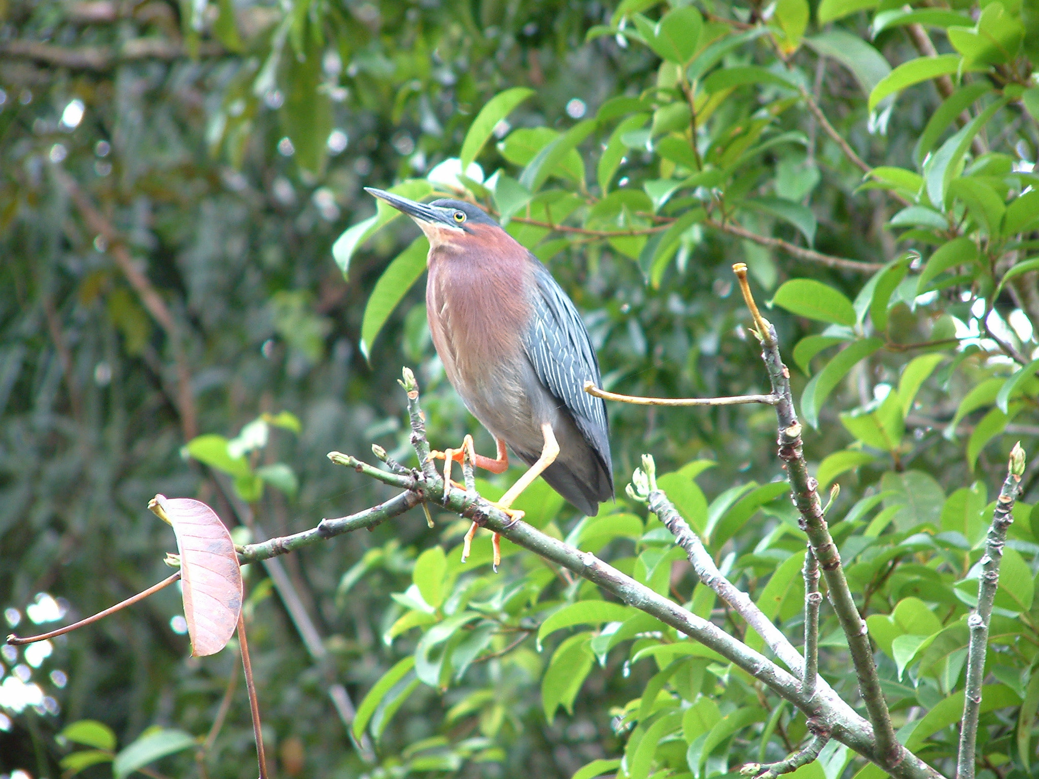 Fujifilm FinePix S602 ZOOM sample photo. Green heron photography