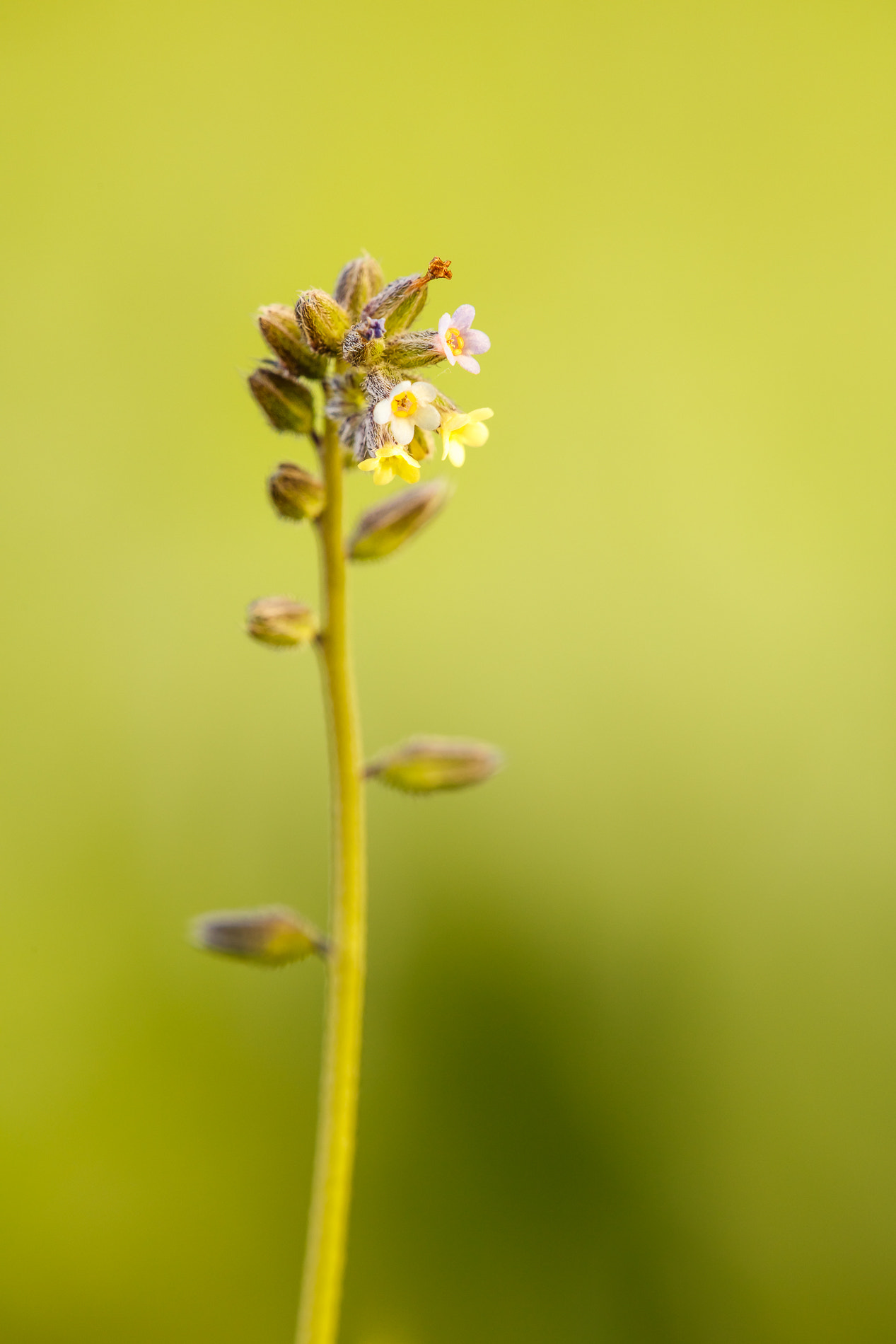 Canon EOS 5DS R + Tamron SP AF 180mm F3.5 Di LD (IF) Macro sample photo. Nomeolvides ii photography