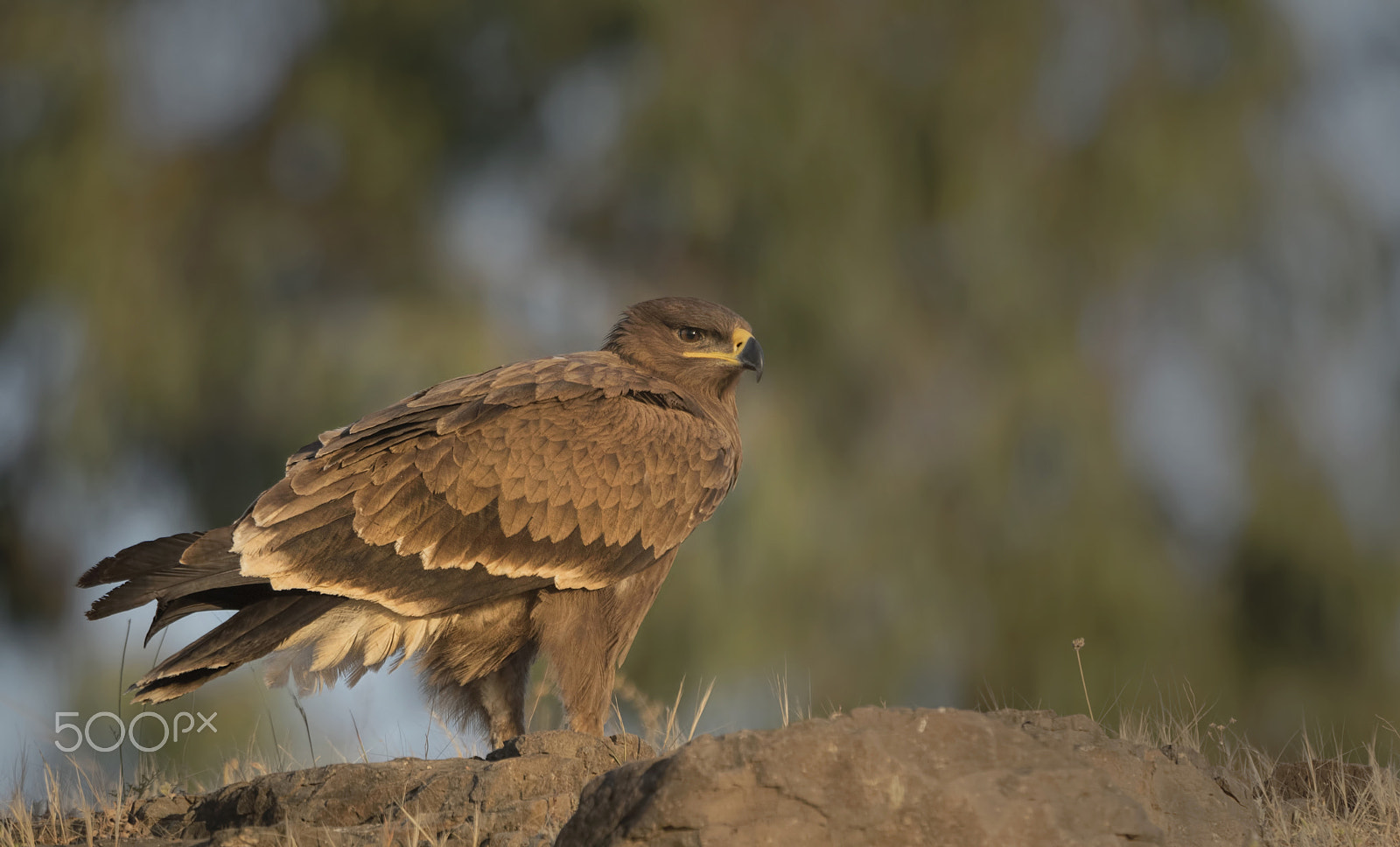 Nikon D750 + Nikon AF-S Nikkor 500mm F4G ED VR sample photo. Steppe eagle photography