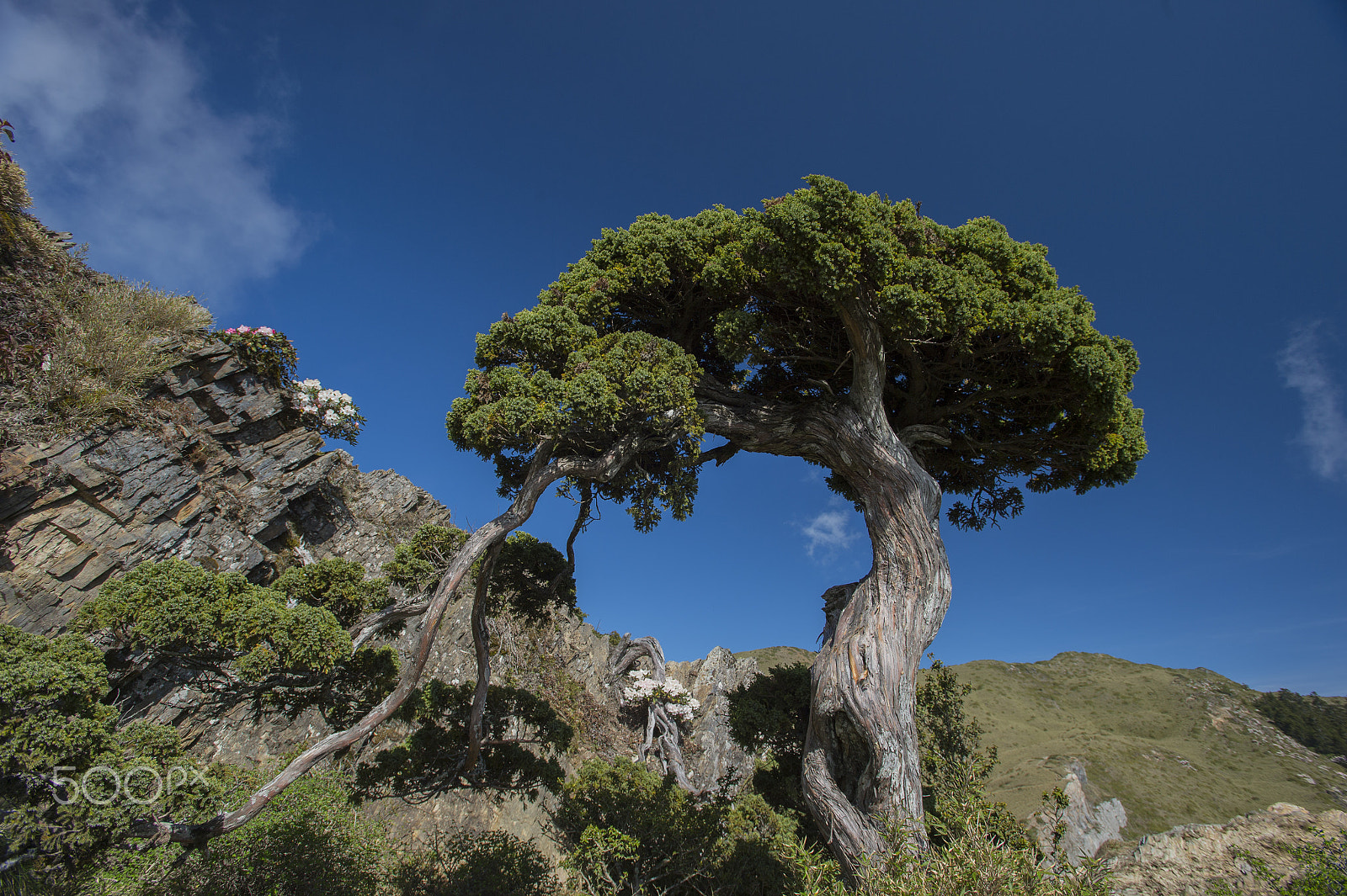 Nikon AF-S Nikkor 17-35mm F2.8D ED-IF sample photo. The tree standing on the mountain photography