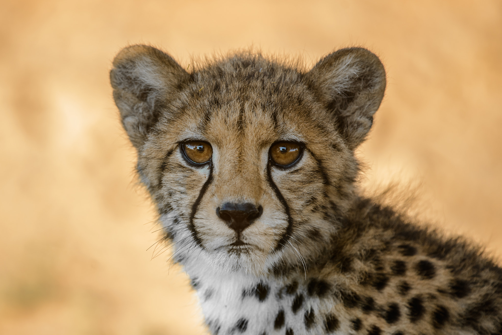 Nikon Nikkor AF-S 300mm F4E PF ED VR sample photo. Time for some cuteness photography