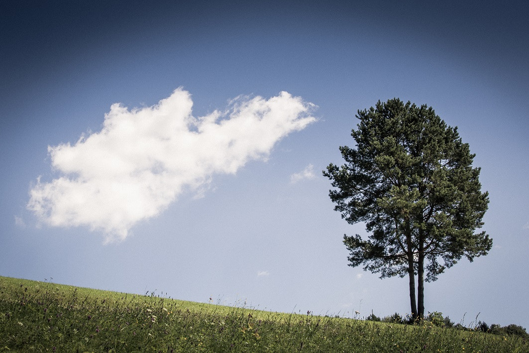Panasonic Lumix G X Vario 35-100mm F2.8 OIS sample photo. Trees minimalist landscape photography photography