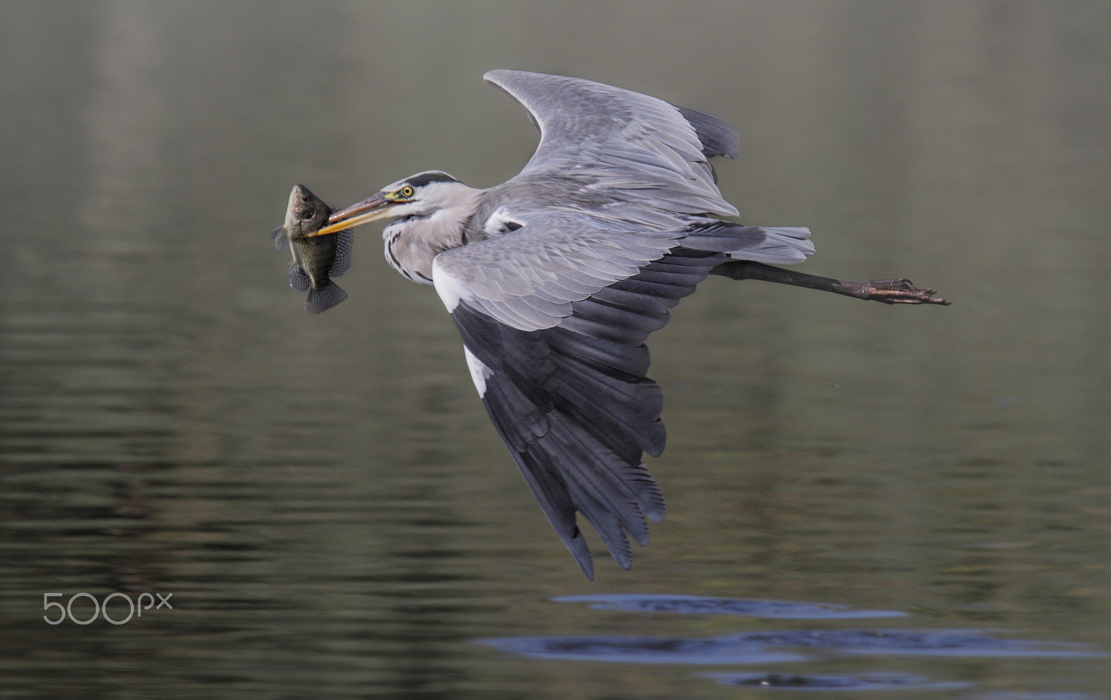 Canon EOS 7D sample photo. Grey heron with prey ...#2 photography