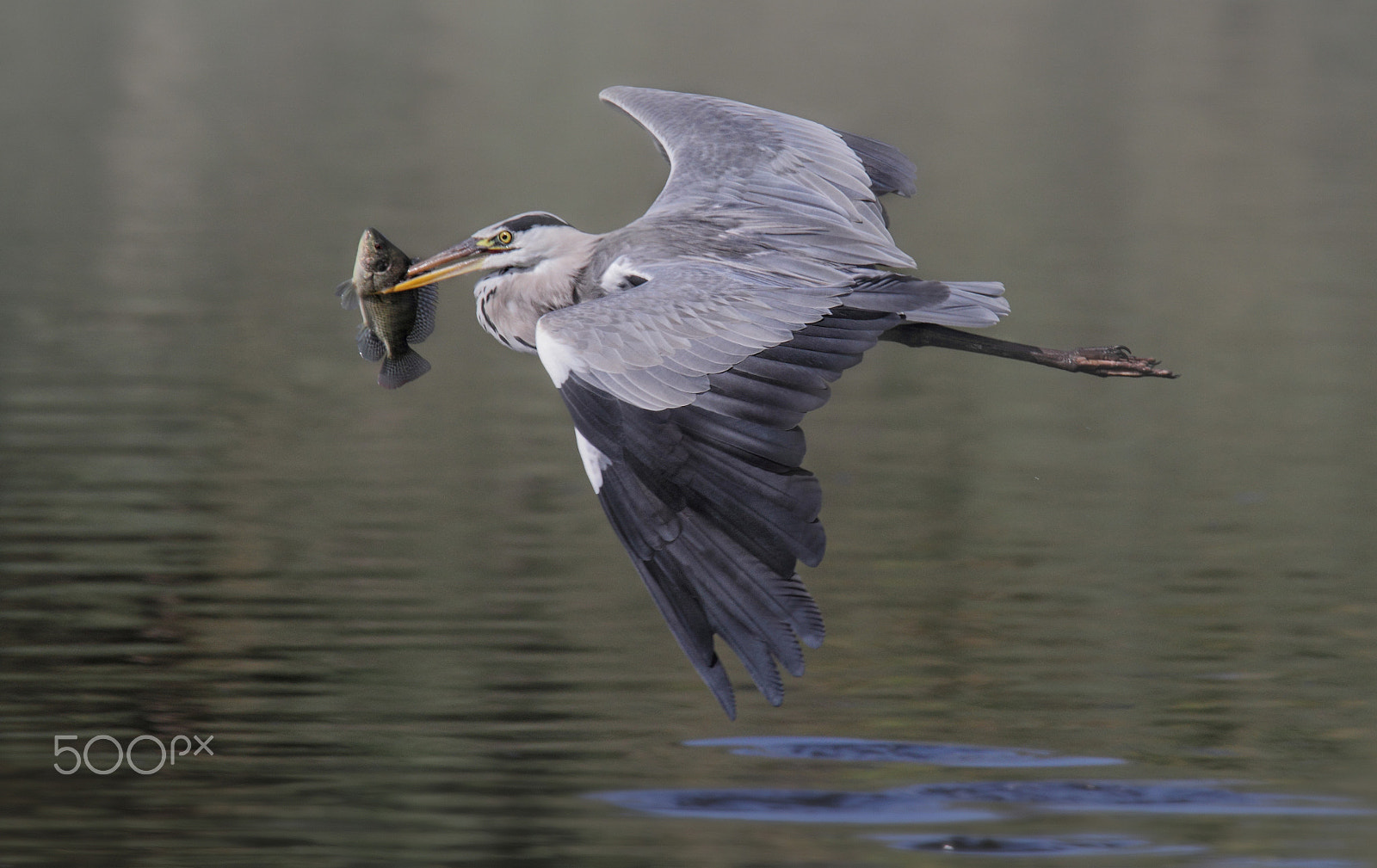 Tamron SP 150-600mm F5-6.3 Di VC USD sample photo. Grey heron with prey ...#2 photography