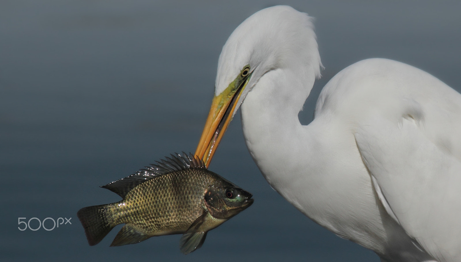 Canon EOS 7D sample photo. Great egret with fish ... photography