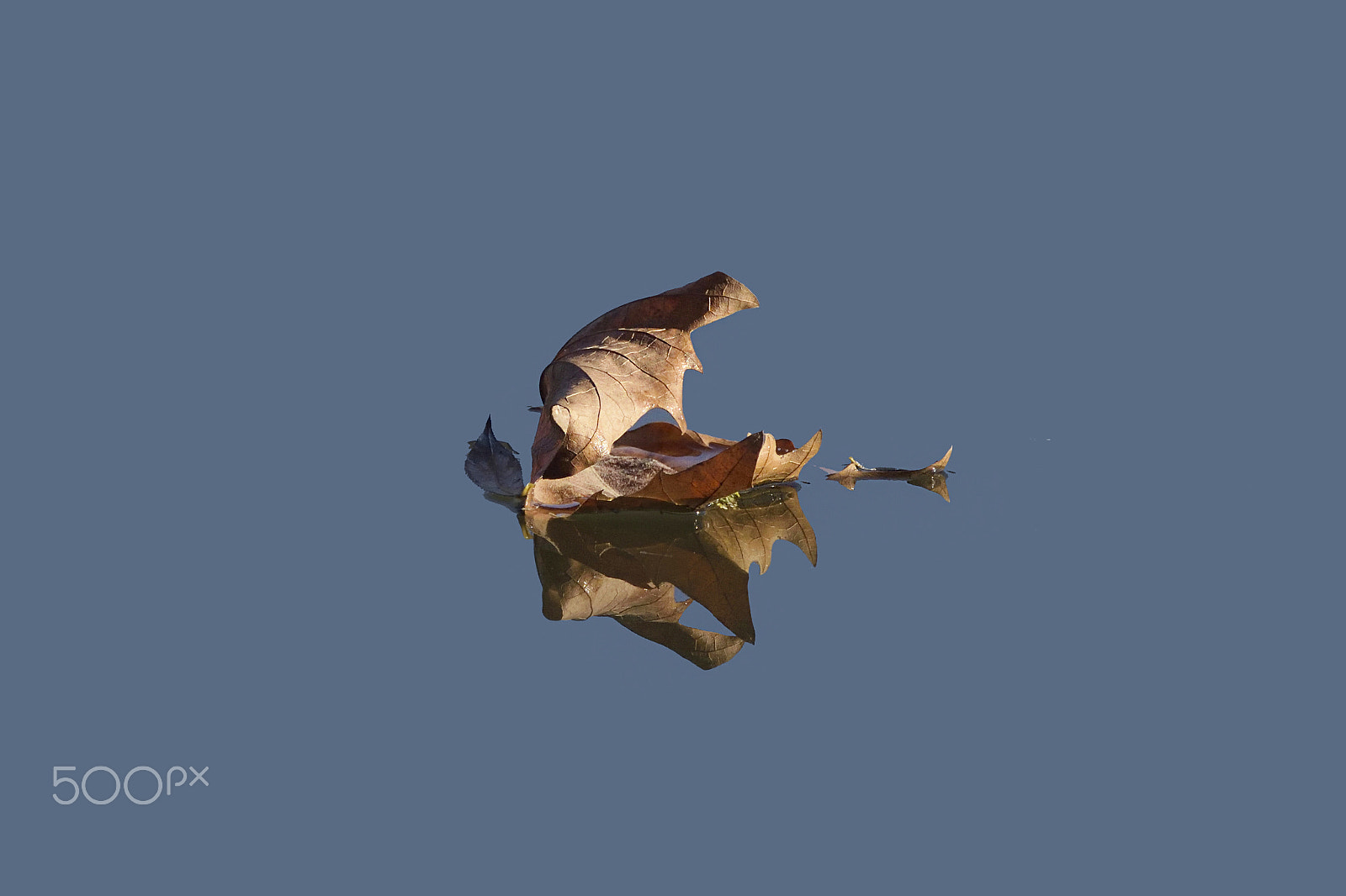 Sigma 150-600mm F5-6.3 DG OS HSM | C sample photo. Les feuilles mortes photography
