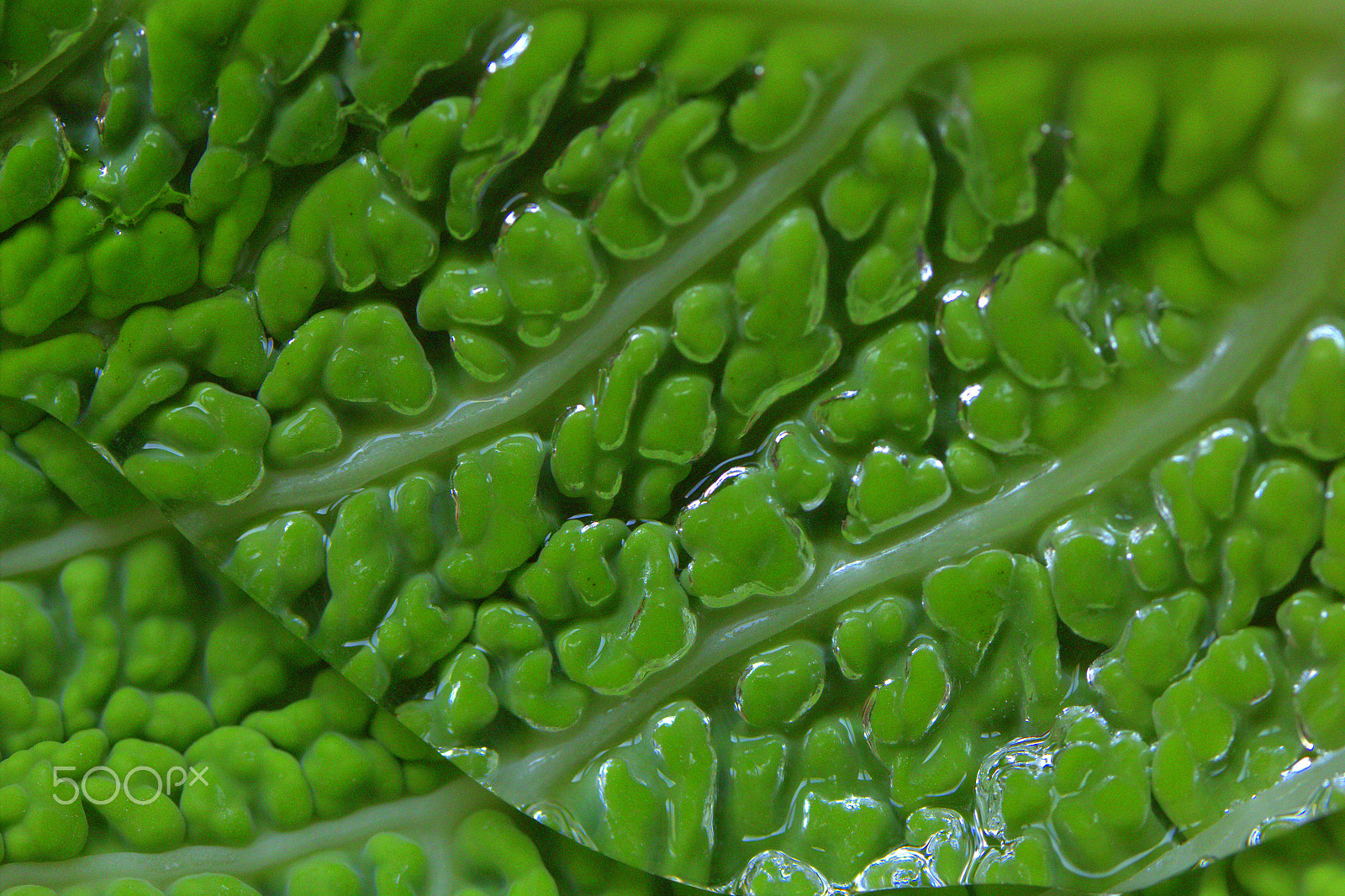 Canon EF-S 60mm F2.8 Macro USM sample photo. Савойская капуста photography