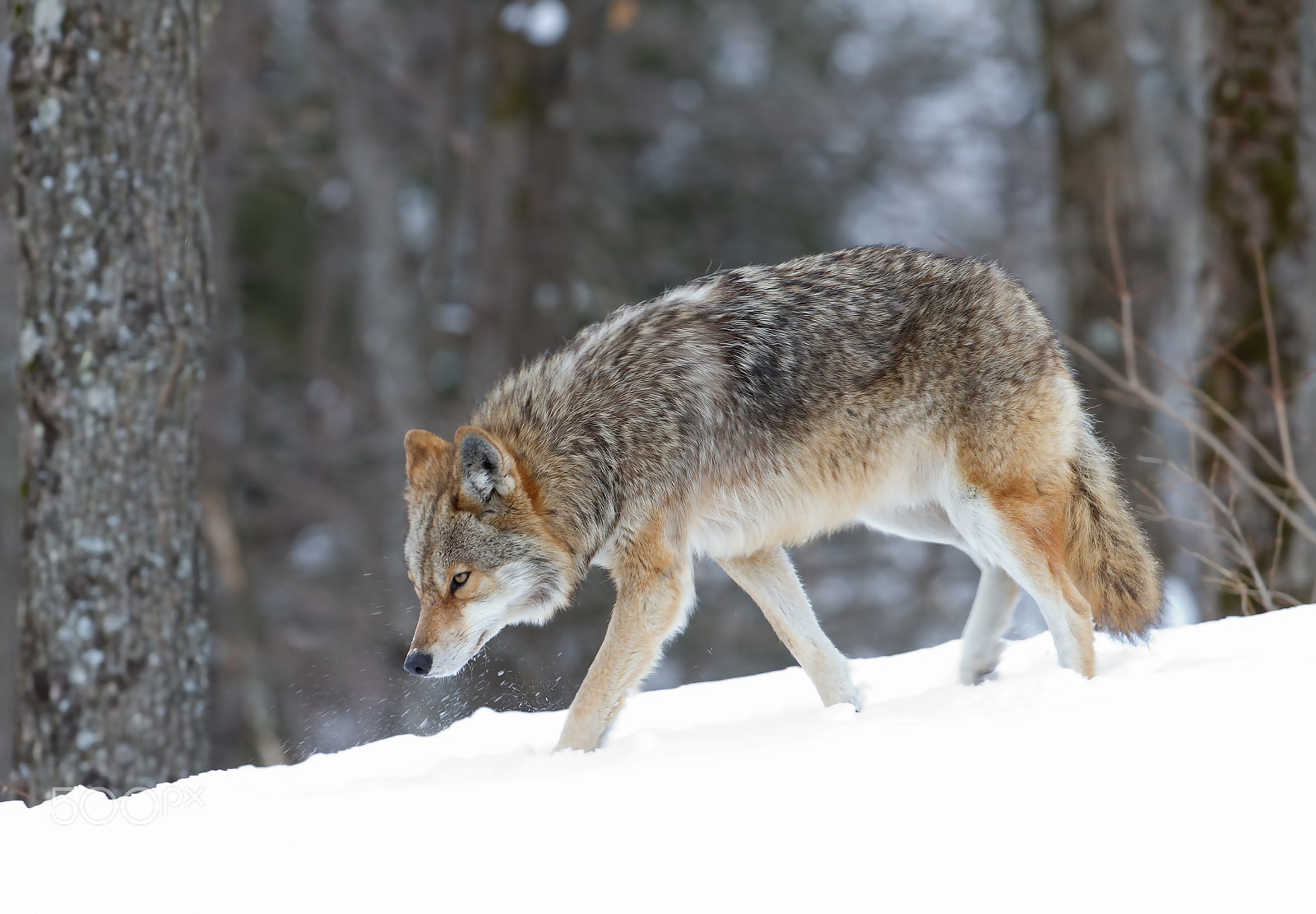 Canon EF 300mm F2.8L IS II USM sample photo. Coyote walking in the winter snow photography