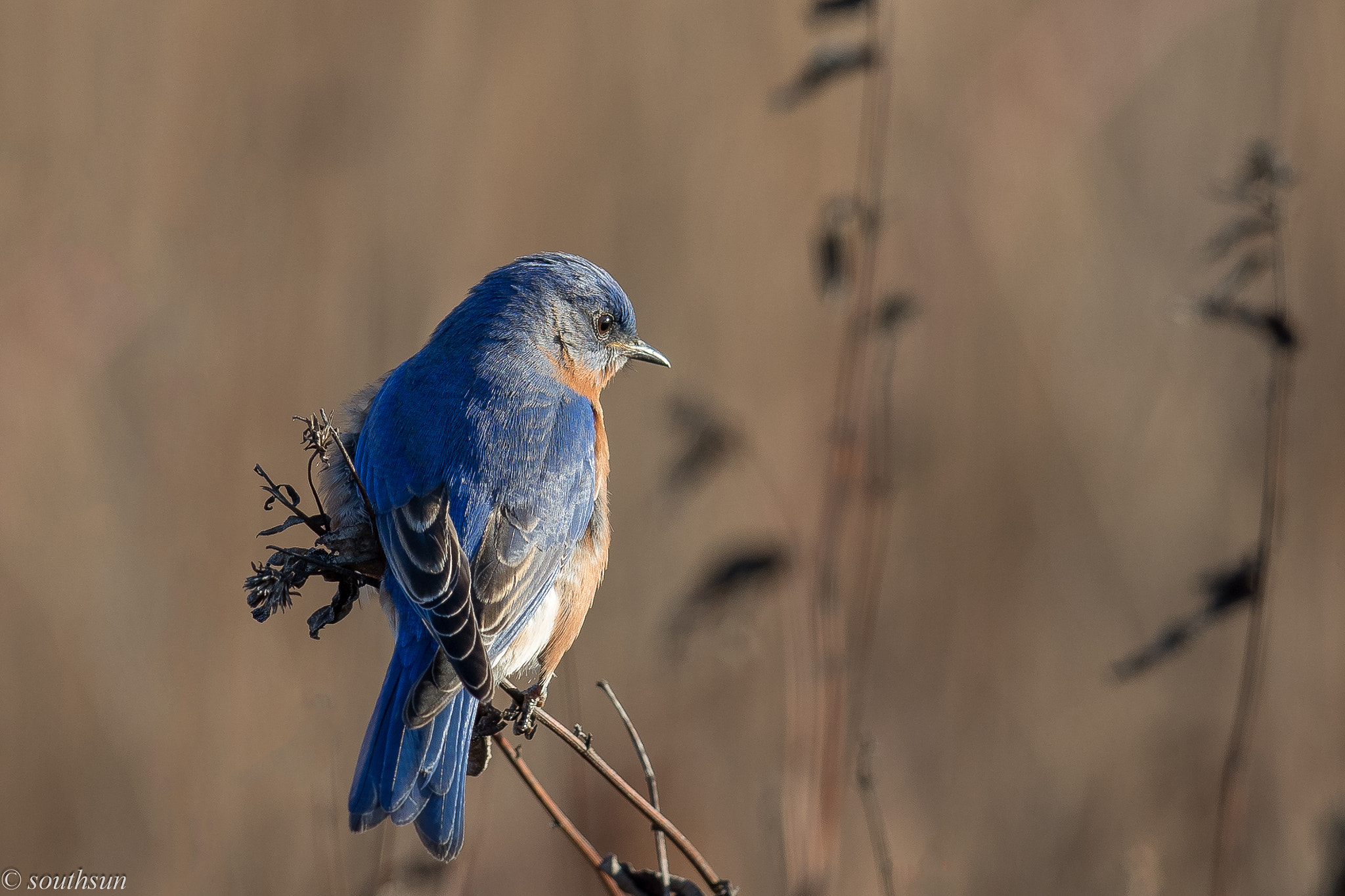 Canon EF 600mm F4L IS II USM sample photo. A little blue bird photography