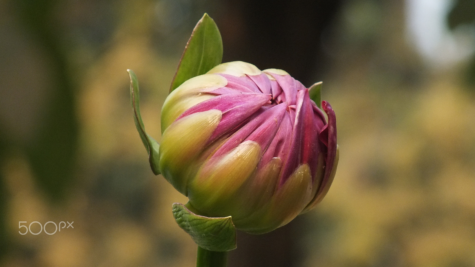 Fujifilm FinePix HS28EXR sample photo. About to bloom photography