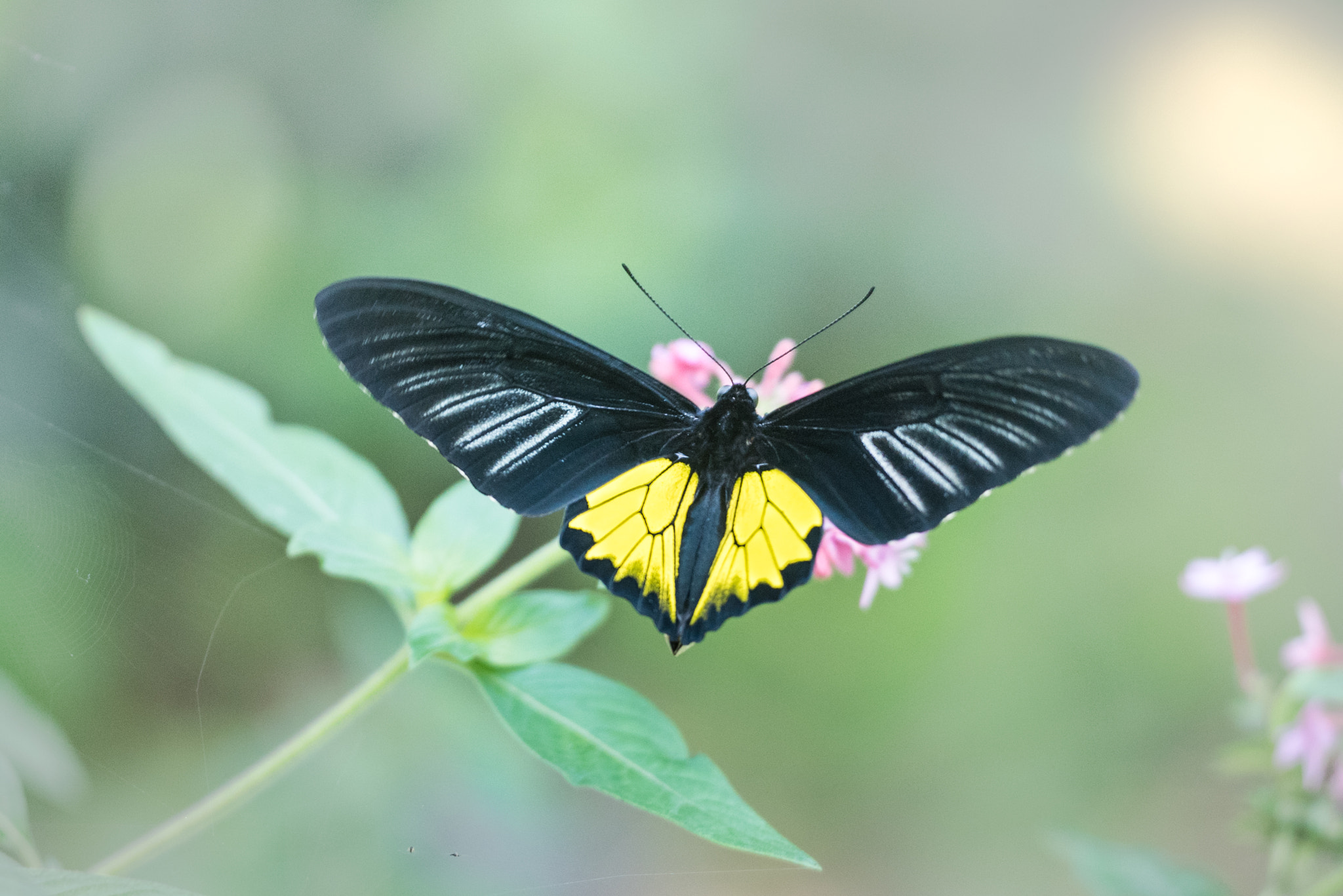 Sigma 150mm F2.8 EX DG OS Macro HSM sample photo. Troides helena photography