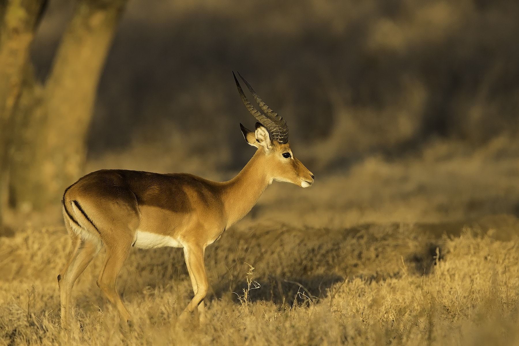 Canon EOS-1D X + Canon EF 600mm F4L IS II USM sample photo. Golden impala photography