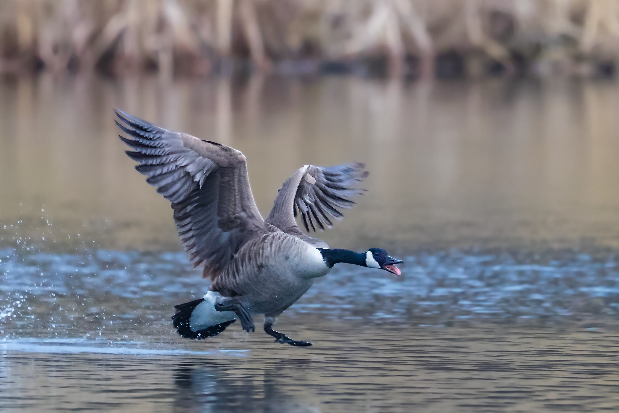 Canon EF 400mm F2.8L IS II USM sample photo. Jump.... photography