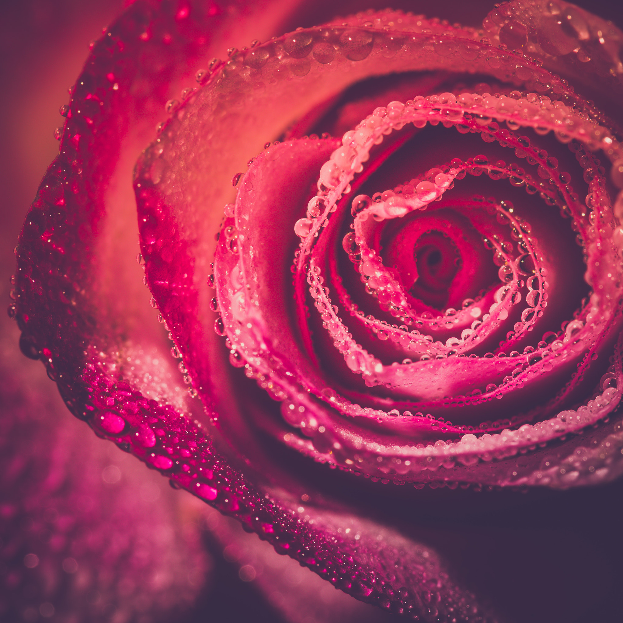 Sony a99 II + 105mm F2.8 sample photo. Drops on a rose photography