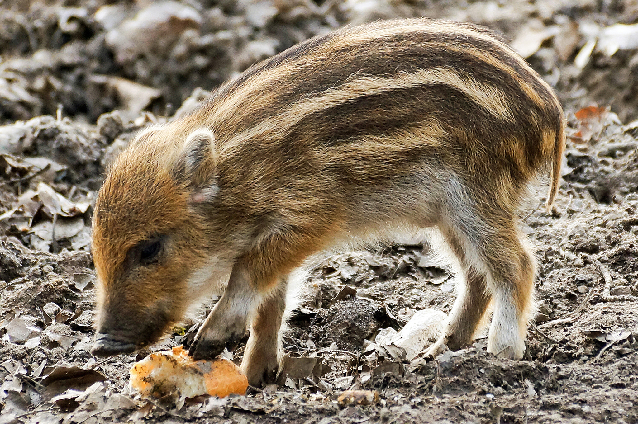 Sony DT 55-300mm F4.5-5.6 SAM sample photo. Wild animals - die frischlinge im wildpark stadtforst uelzen photography