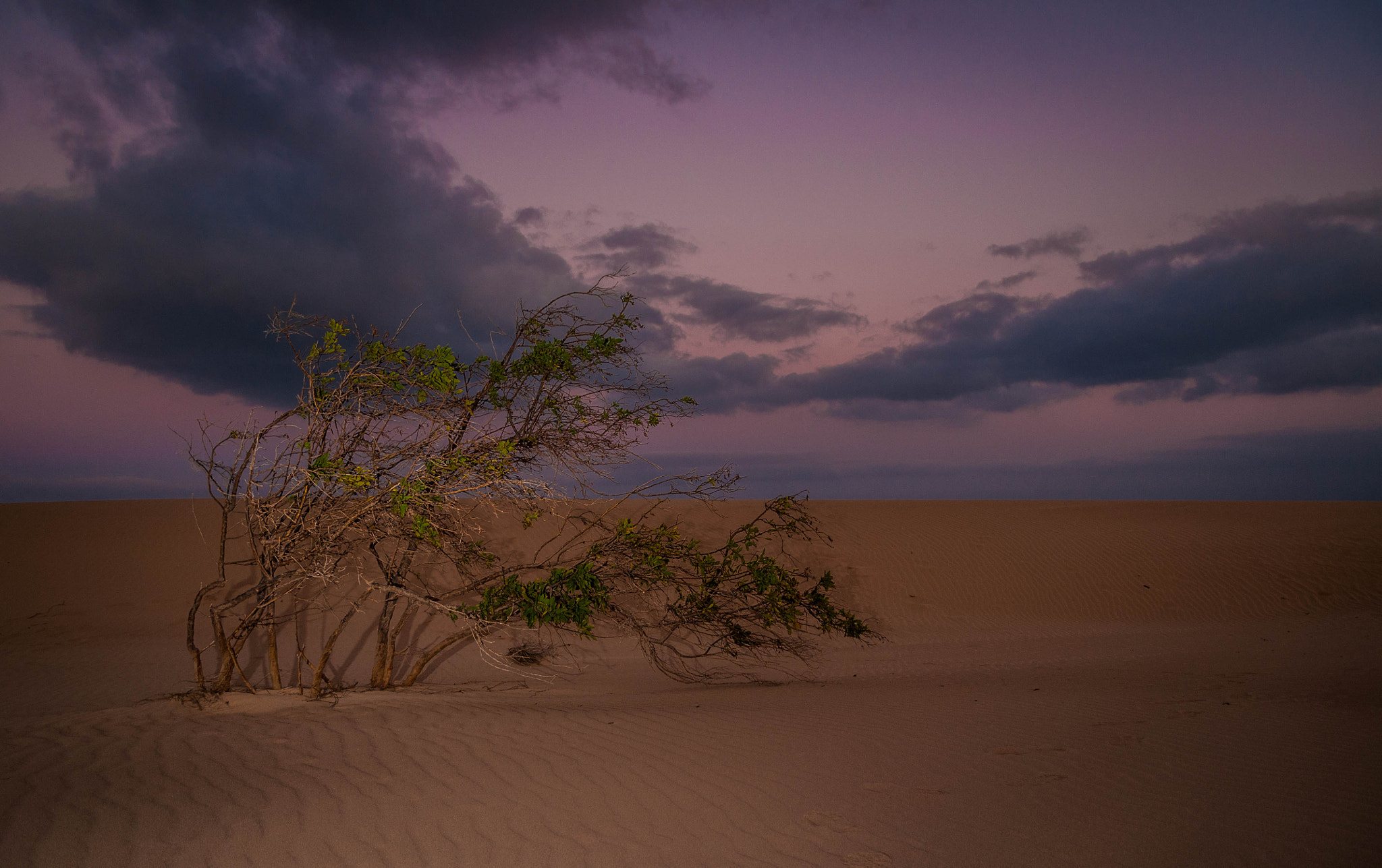 Nikon D300 sample photo. Soledad photography