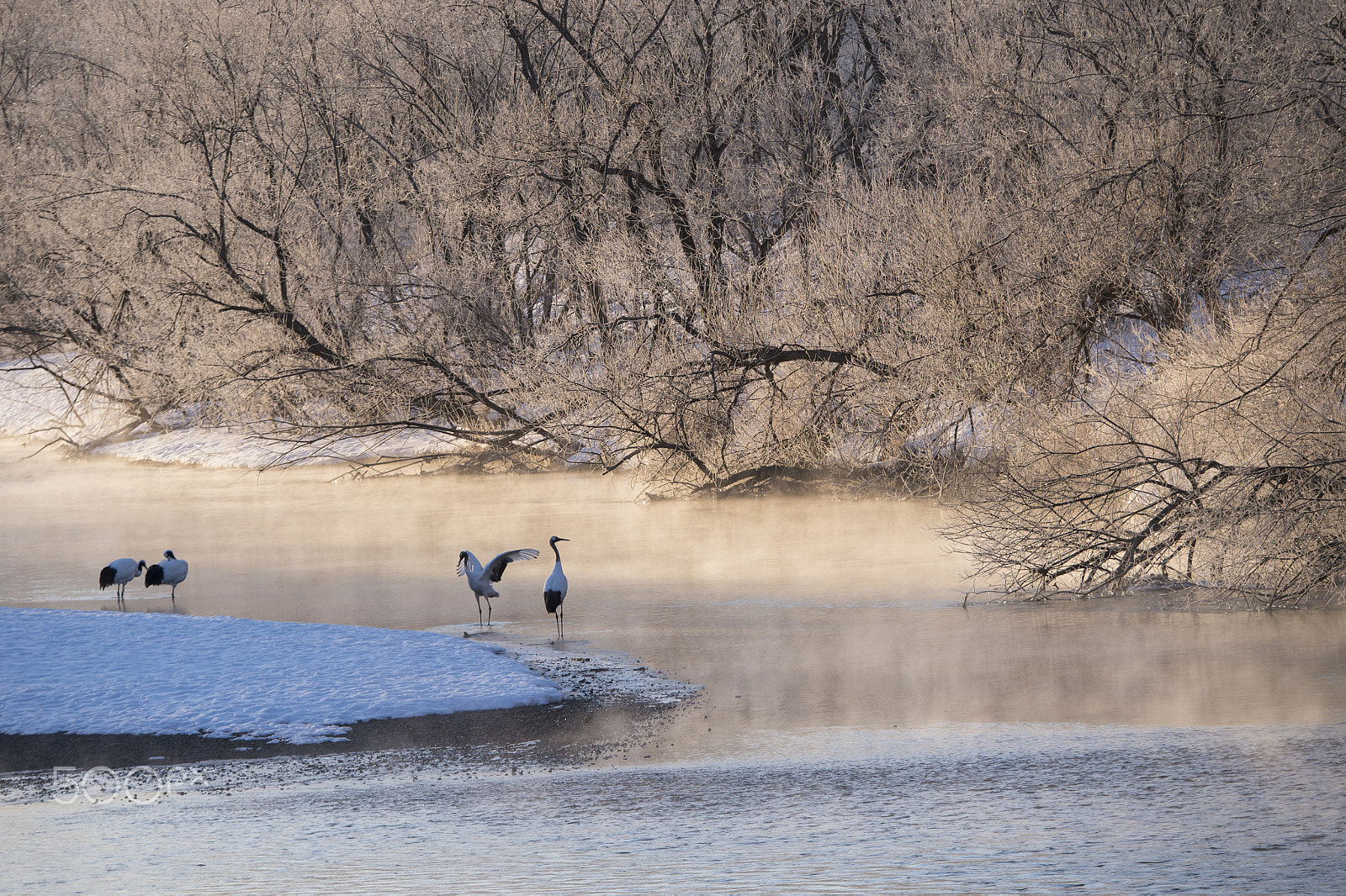 Nikon D4S sample photo. Awake red-crowned crane photography