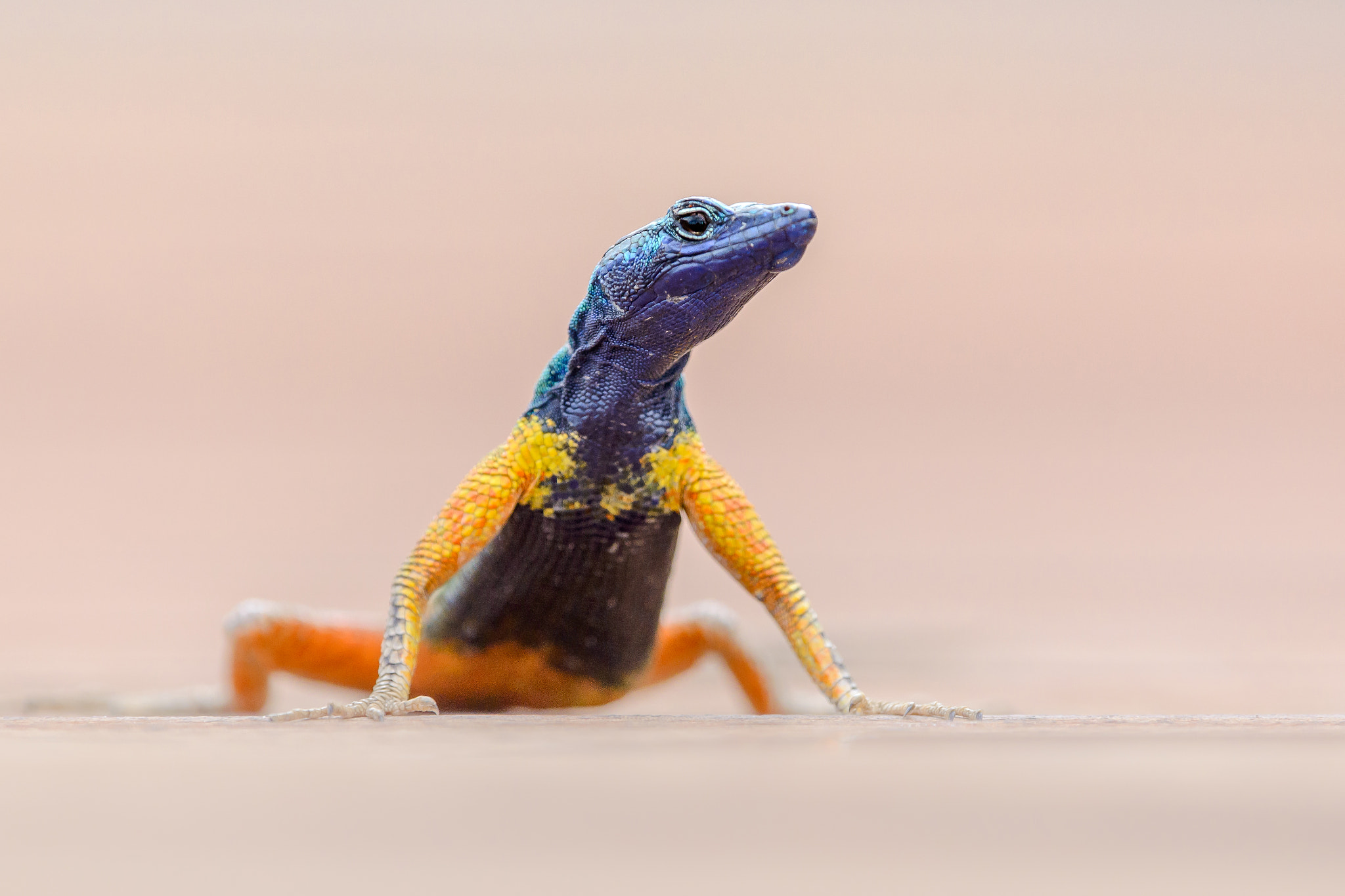 Nikon Nikkor AF-S 300mm F4E PF ED VR sample photo. Augrabies flat lizard photography