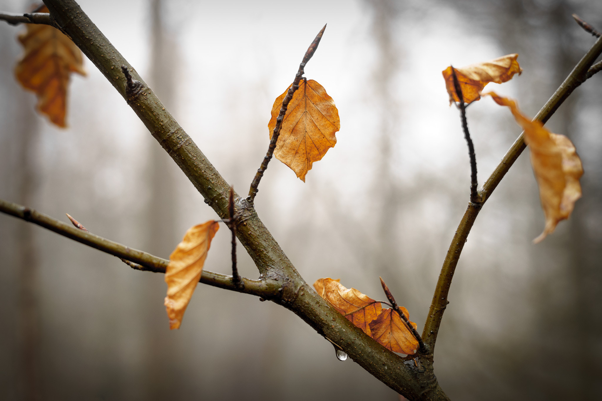 Sony a7 + Minolta AF 50mm F1.4 [New] sample photo. Branch photography