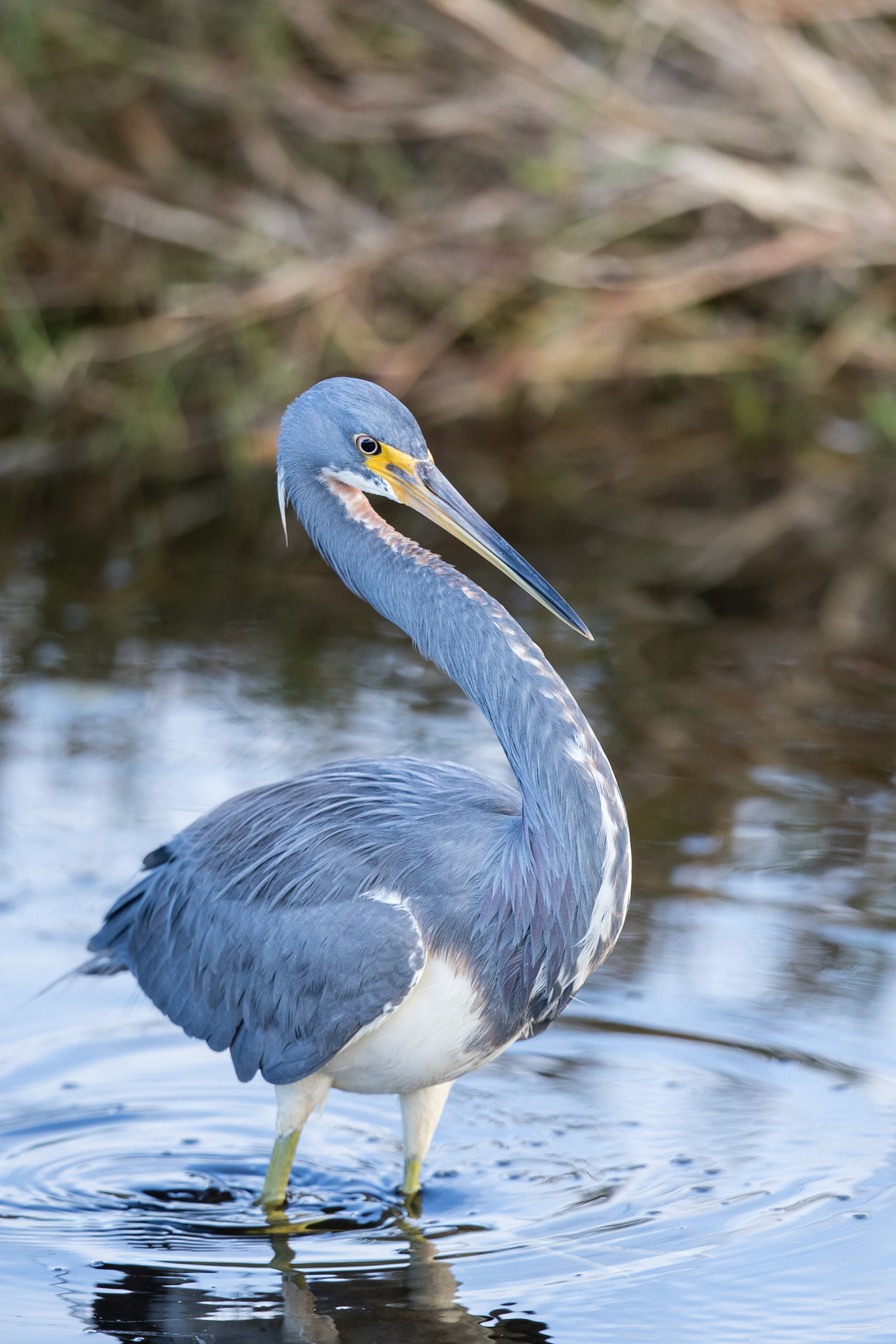 Canon EF 500mm F4L IS II USM sample photo. Tricolored heron photography