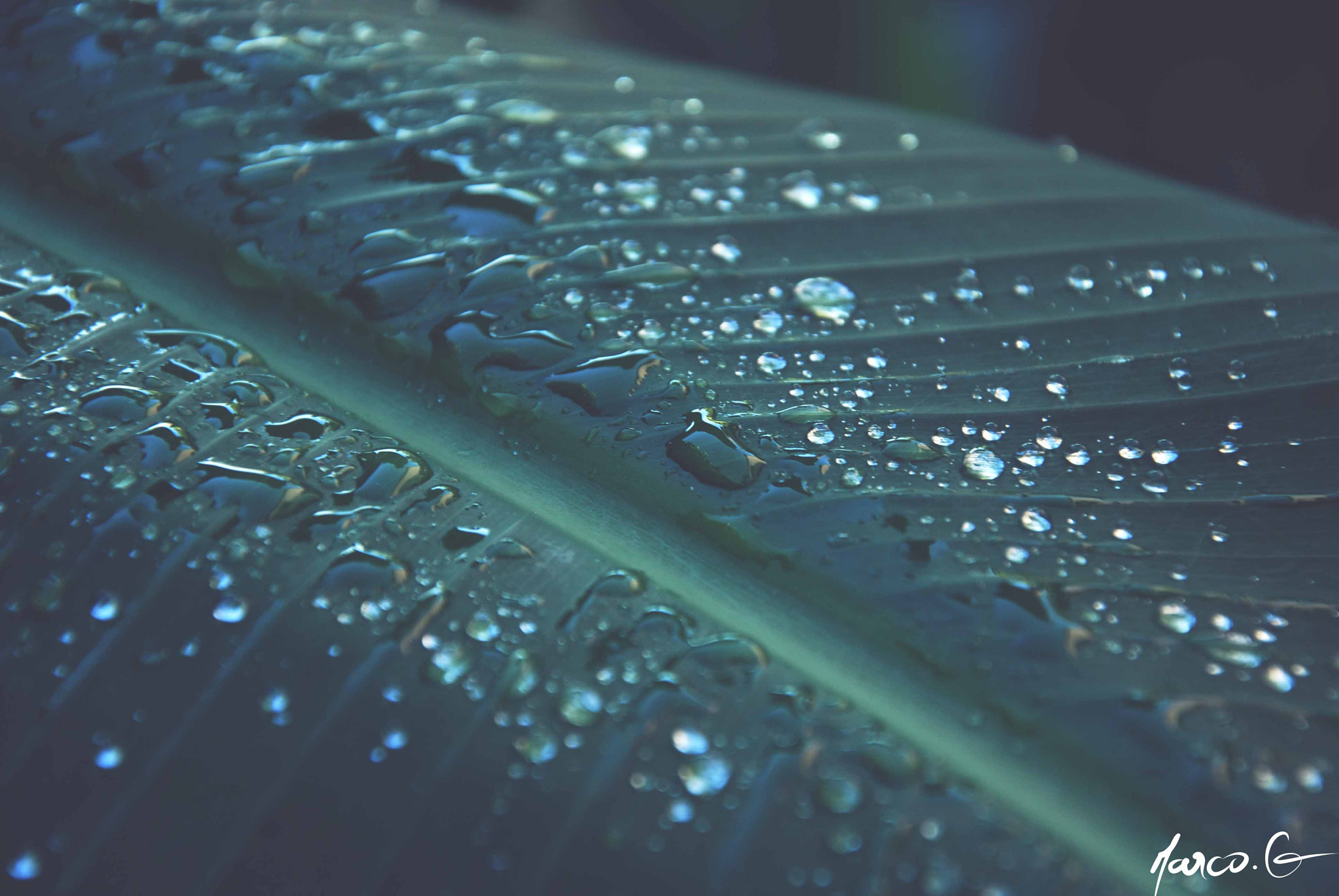 Nikon D40X sample photo. Detail photography