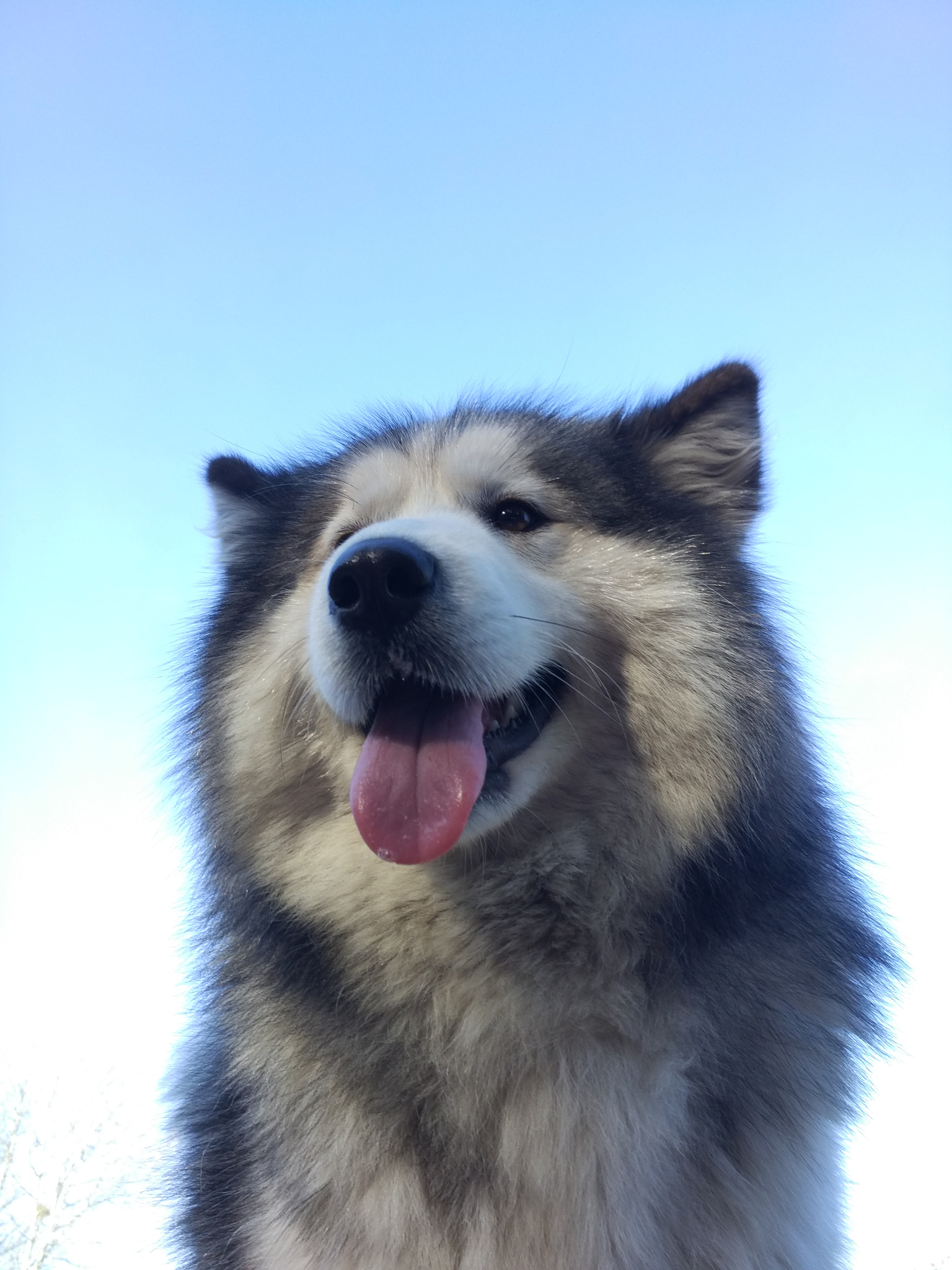 Xiaomi Mi-4c sample photo. Smiley dog.jpg photography