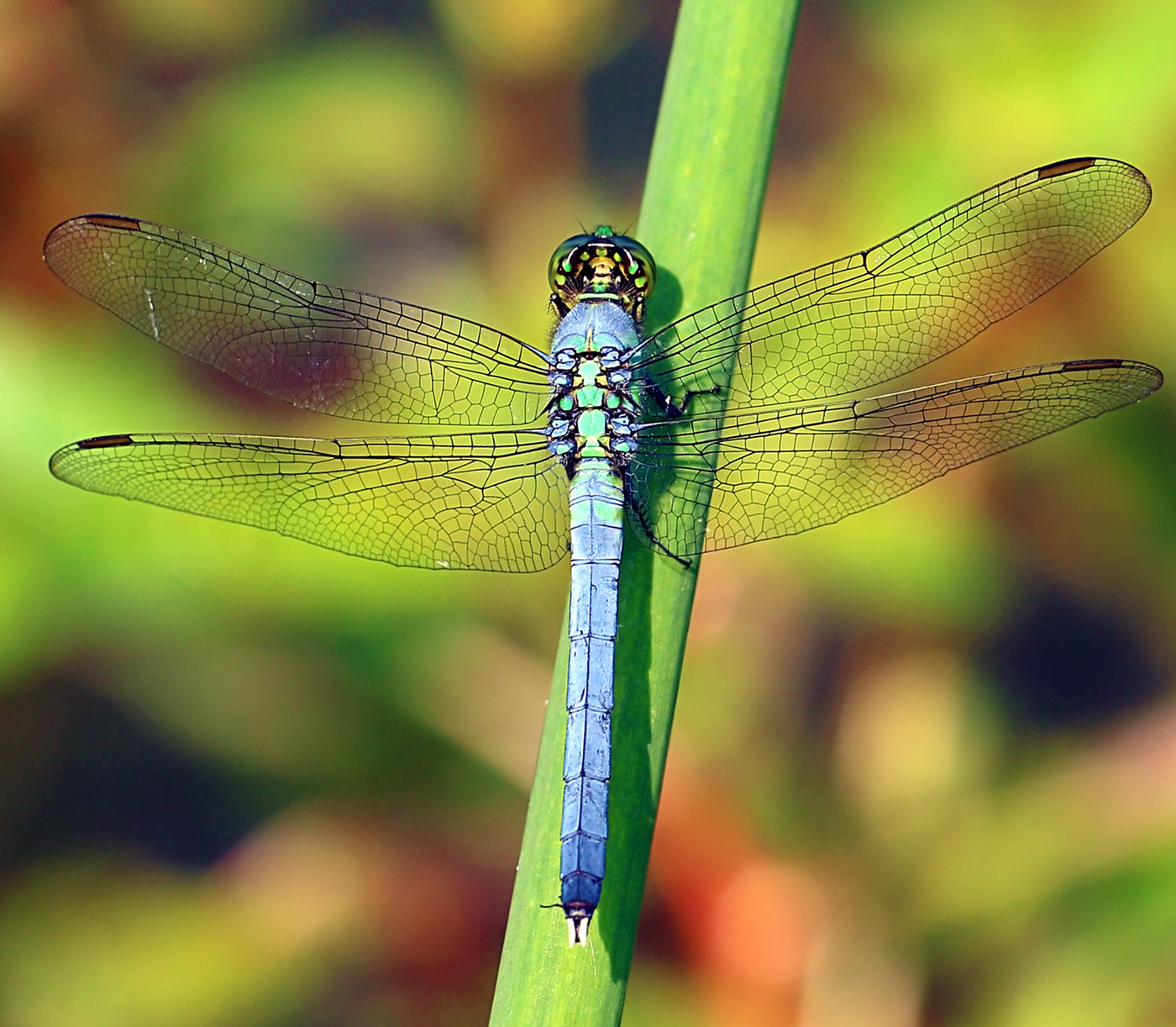 Sigma APO Macro 180mm F2.8 EX DG OS HSM sample photo. Dragonfly photography