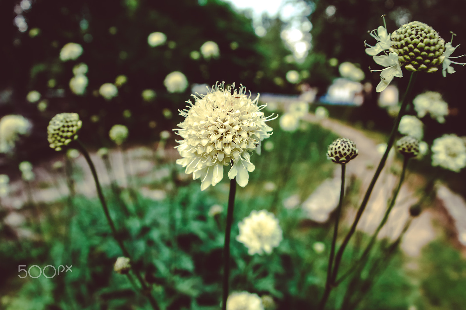 Sony 16mm F2.8 Fisheye sample photo. цветы ВДНХ photography